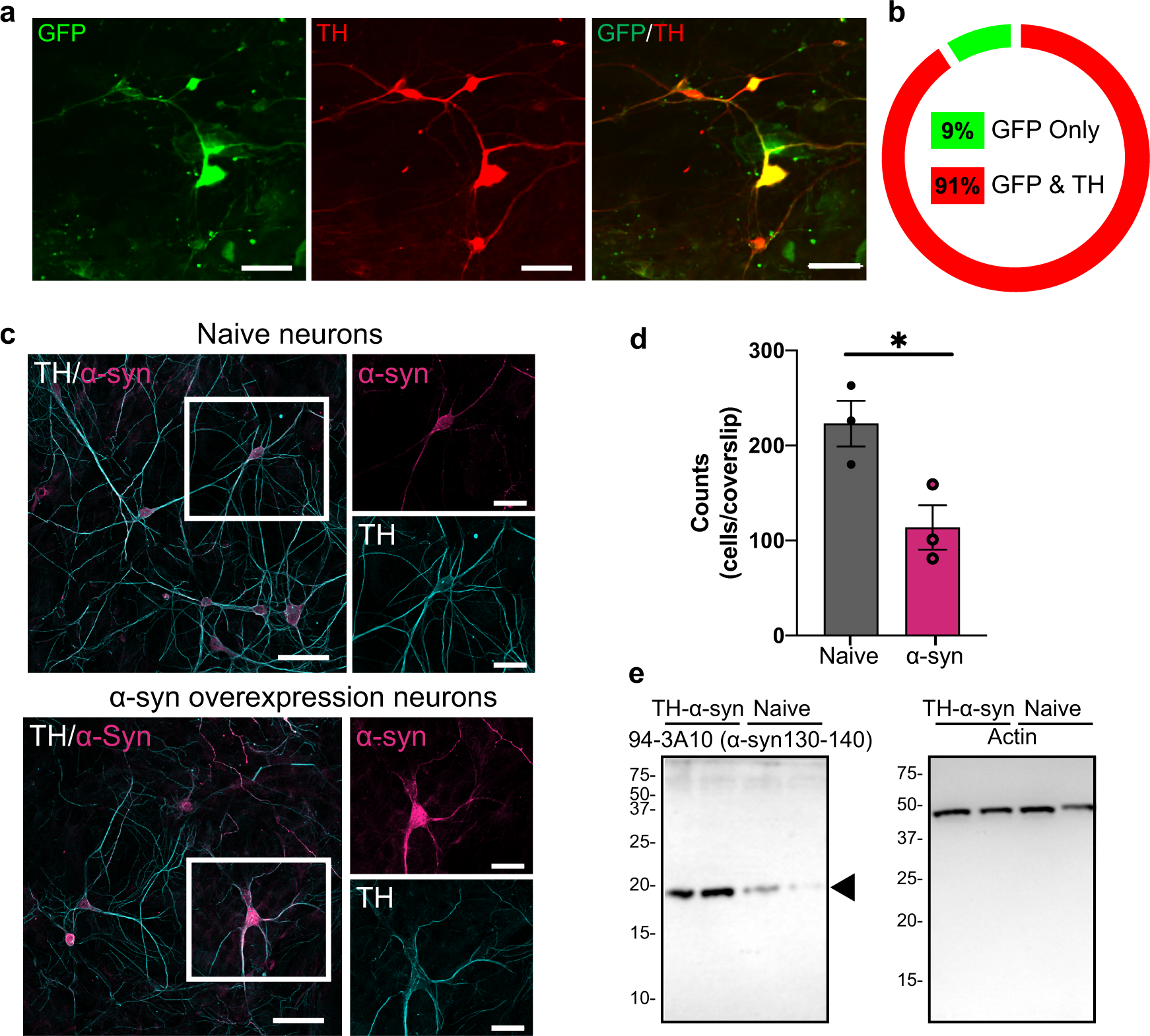 α-Synuclein-induced dysregulation of neuronal to murine dopamine neuron vulnerability | npj Parkinson's Disease
