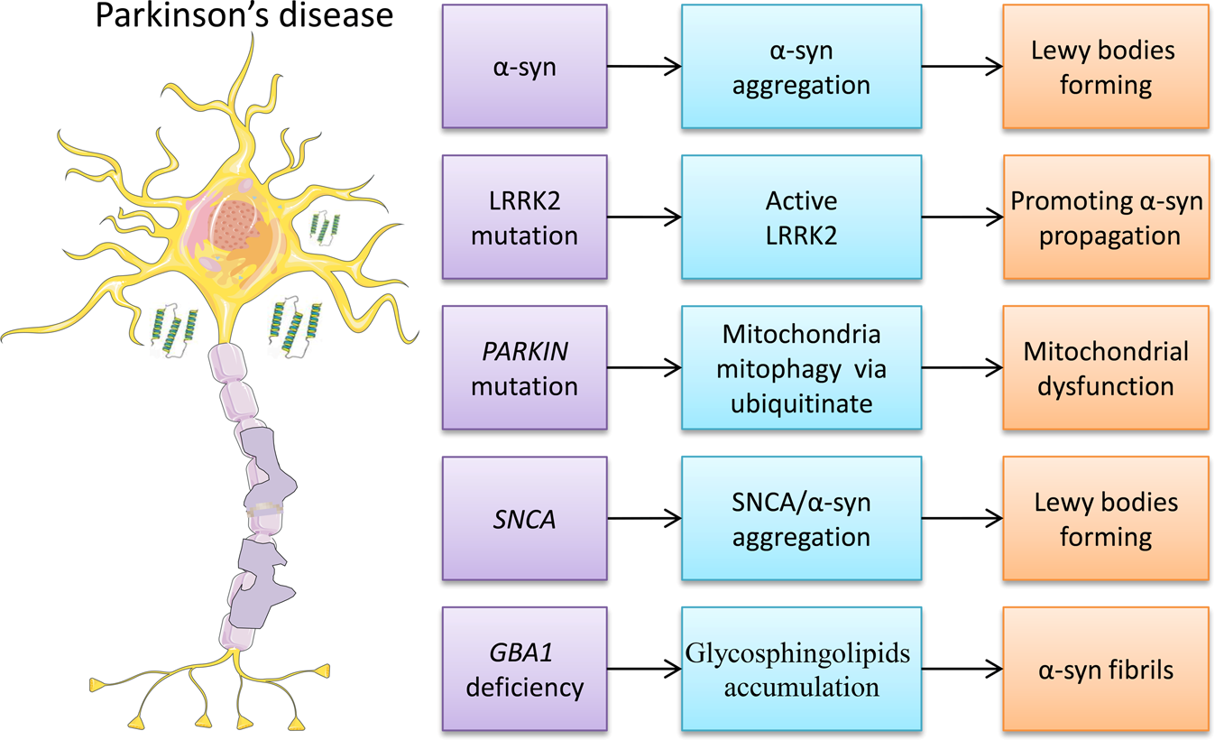Fig. 2: Associated markers or altered gene expression of PD.
