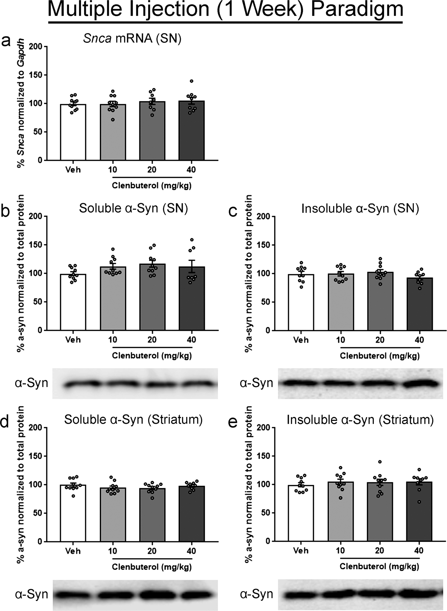 Fig. 2: Assessment of week-long clenbuterol treatment on Snca transcript and α-syn protein in rats.