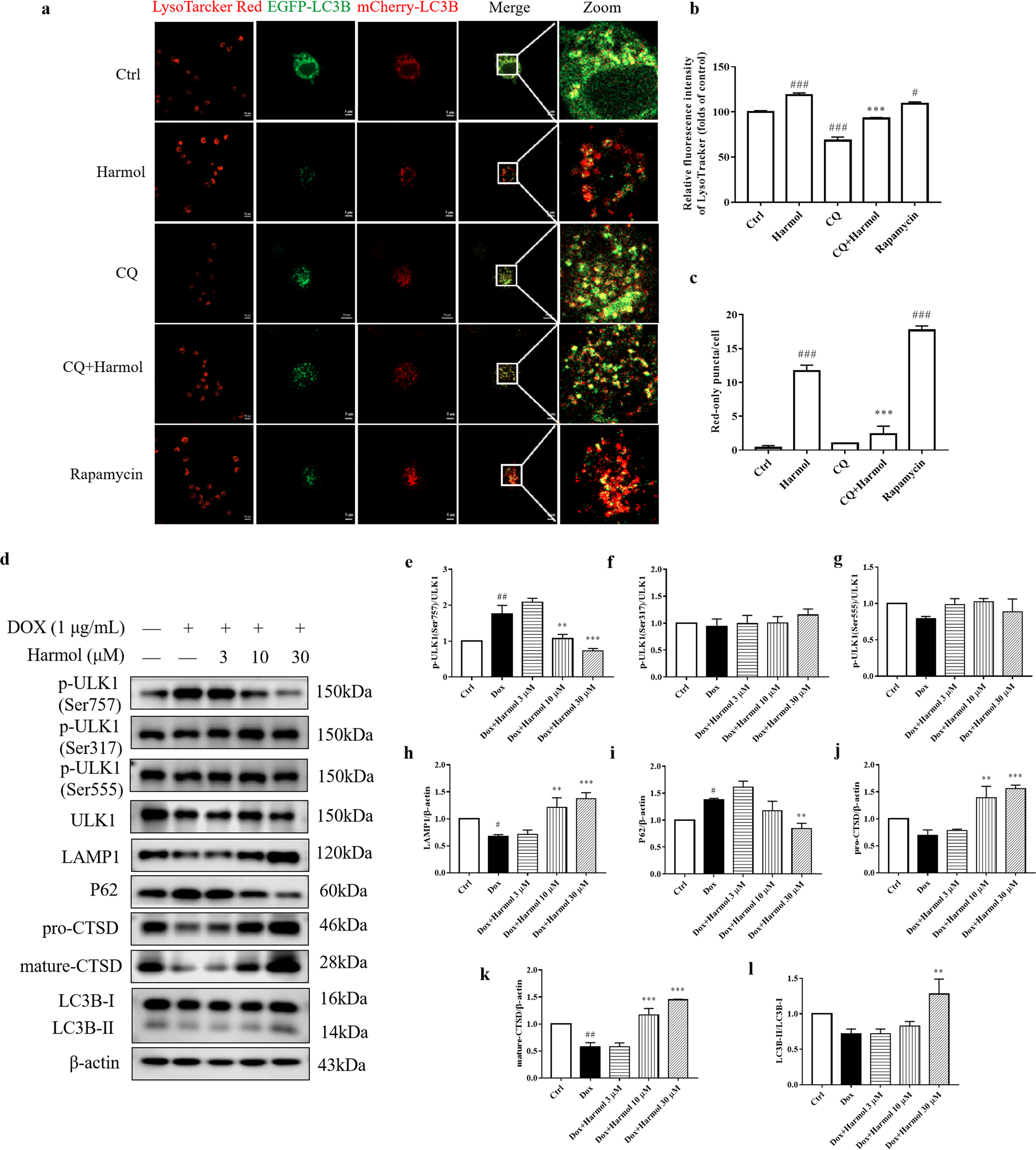 Fig. 3: Harmol promotes autophagy flux and lysosomal biogenesis.