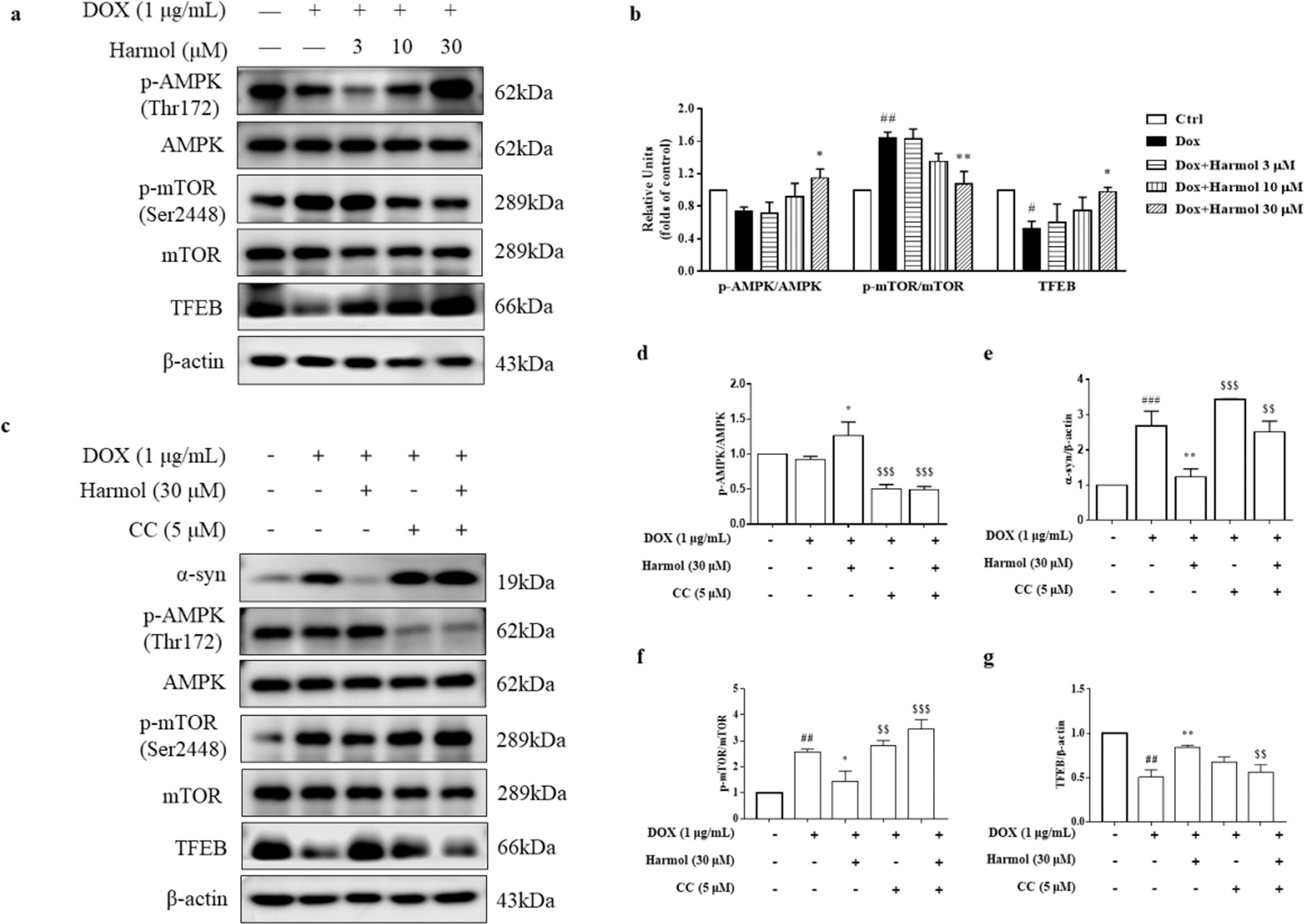 Fig. 4: Harmol activates the AMPK-mTOR-TFEB pathway.