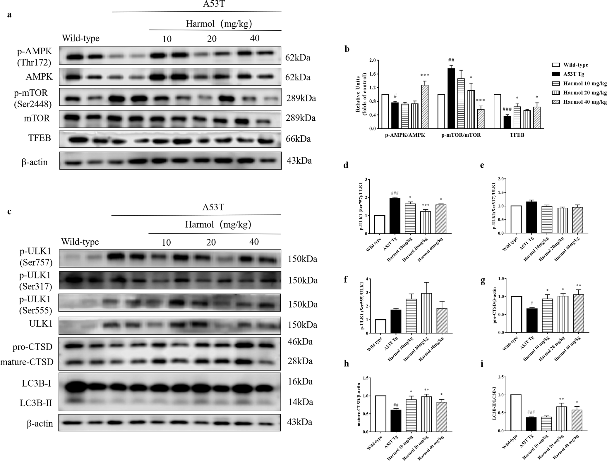 Fig. 7: Harmol activates the AMPK-mTOR-TFEB pathway and enhances autophagy and lysosome biogenesis in A53T α-syn mice.