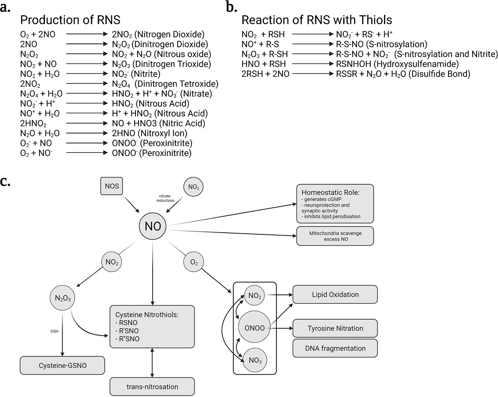 Schematic representation of the roles of NO, ONOO-, & cGMP in