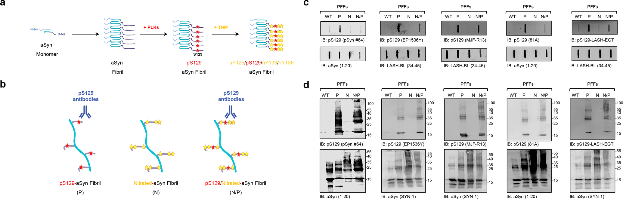 Fig. 3: Nitration of aSyn does not impair the capacity of pS129 antibodies to detect pS129 fibrils.