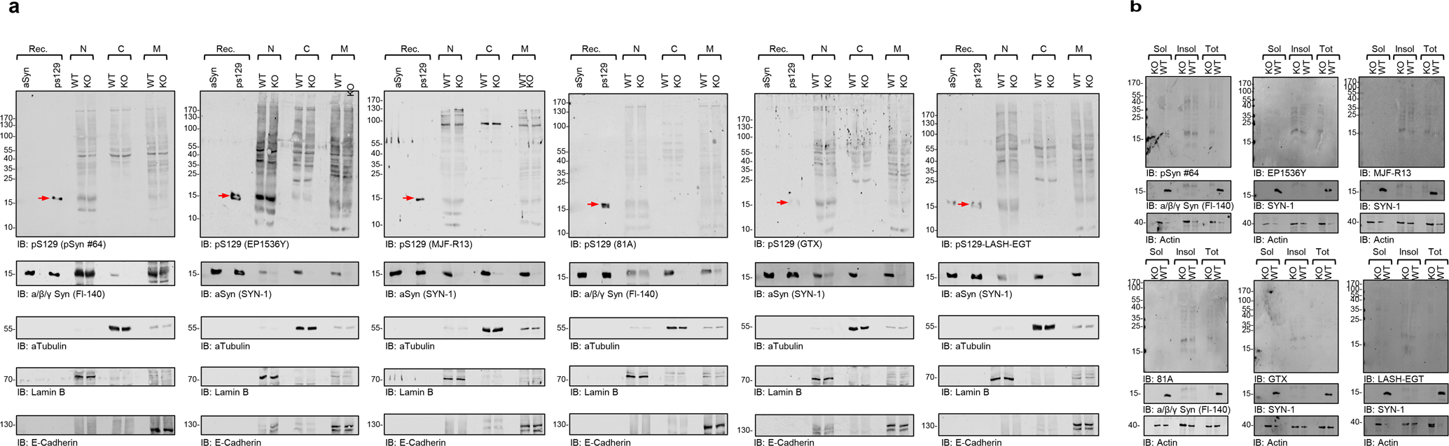 Fig. 6: Assessment of pS129 antibodies detection in the nuclear, cytosolic, and membranous fractions of aSyn KO and WT primary hippocampal neurons by WB.