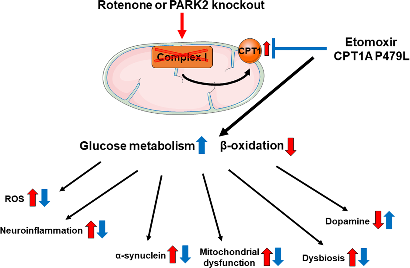 Fig. 10: Inhibition of CPT1 counteracts rotenone-induced pathological mechanisms by targeting both extra- and intracerebral systems.