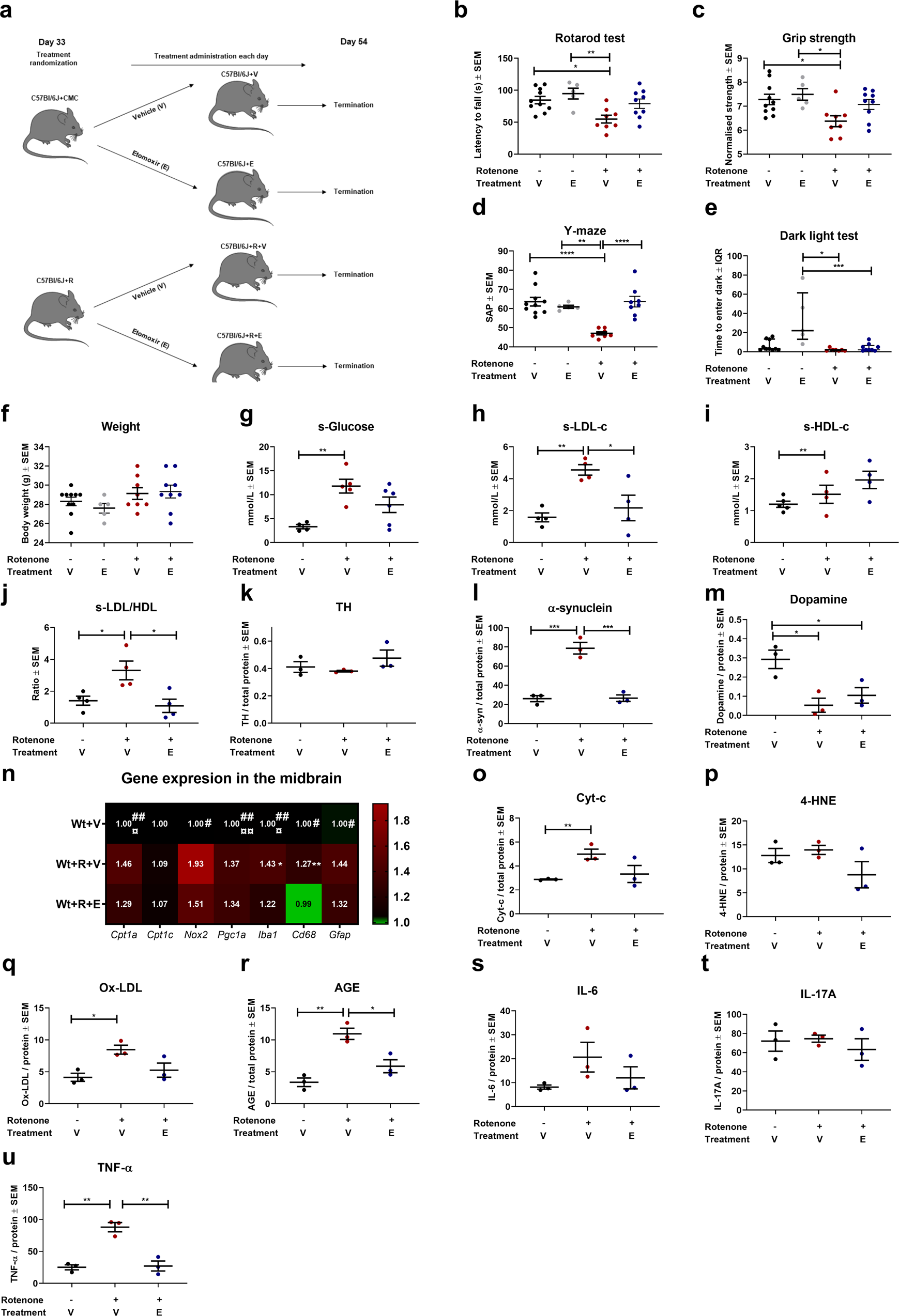 Fig. 4: Downregulation of CPT1 activity by etomoxir ameliorates rotenone-induced cognitive impairment during and following a washout period and modulates gene expressions in the midbrain.