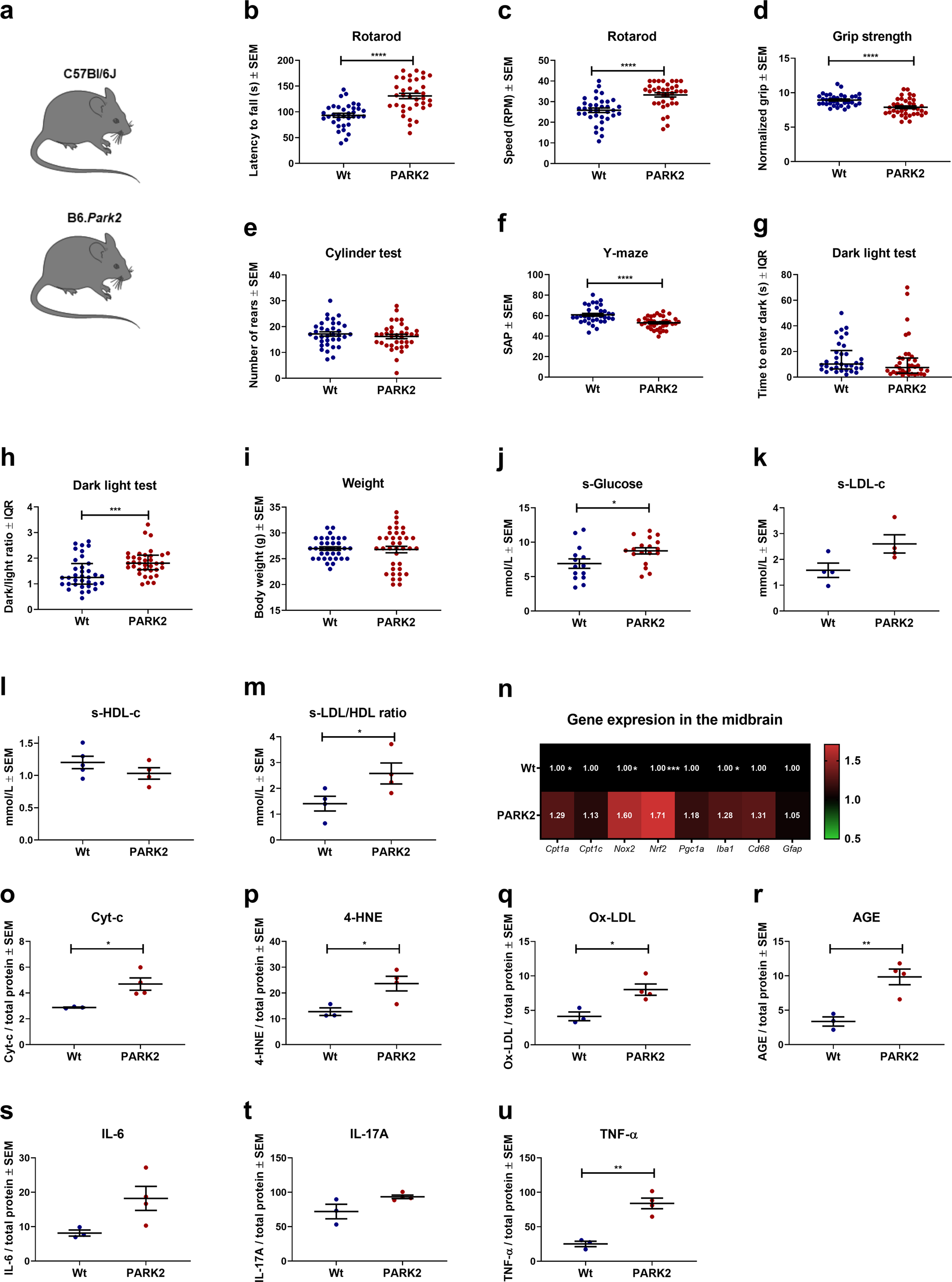 Fig. 5: PARK2 knockout is associated with impaired motor and non-motor functions, disrupted glucose and lipoprotein metabolism and pathological gene expressions in the midbrain.