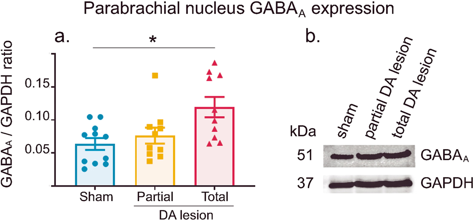 Fig. 8: Parabrachial nucleus GABAA receptor expression.