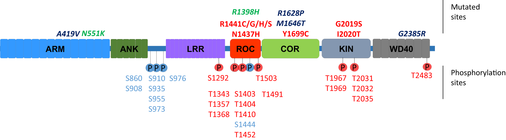 Fig. 2: Schematic of the LRRK2 domain structure.
