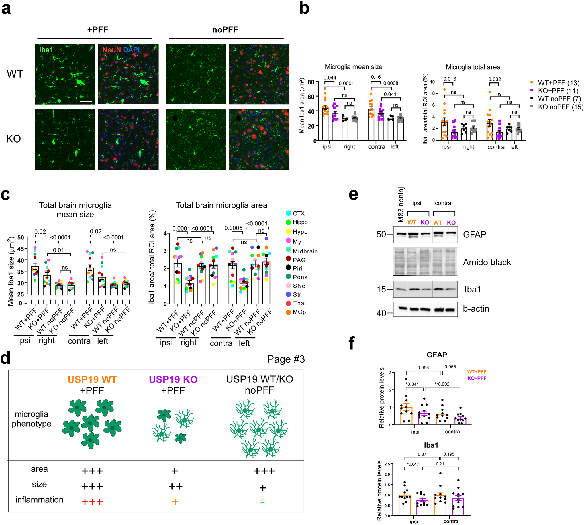 Fig. 3: USP19 depletion reduces markers of neuroinflammation in a mouse model of Parkinson’s disease.