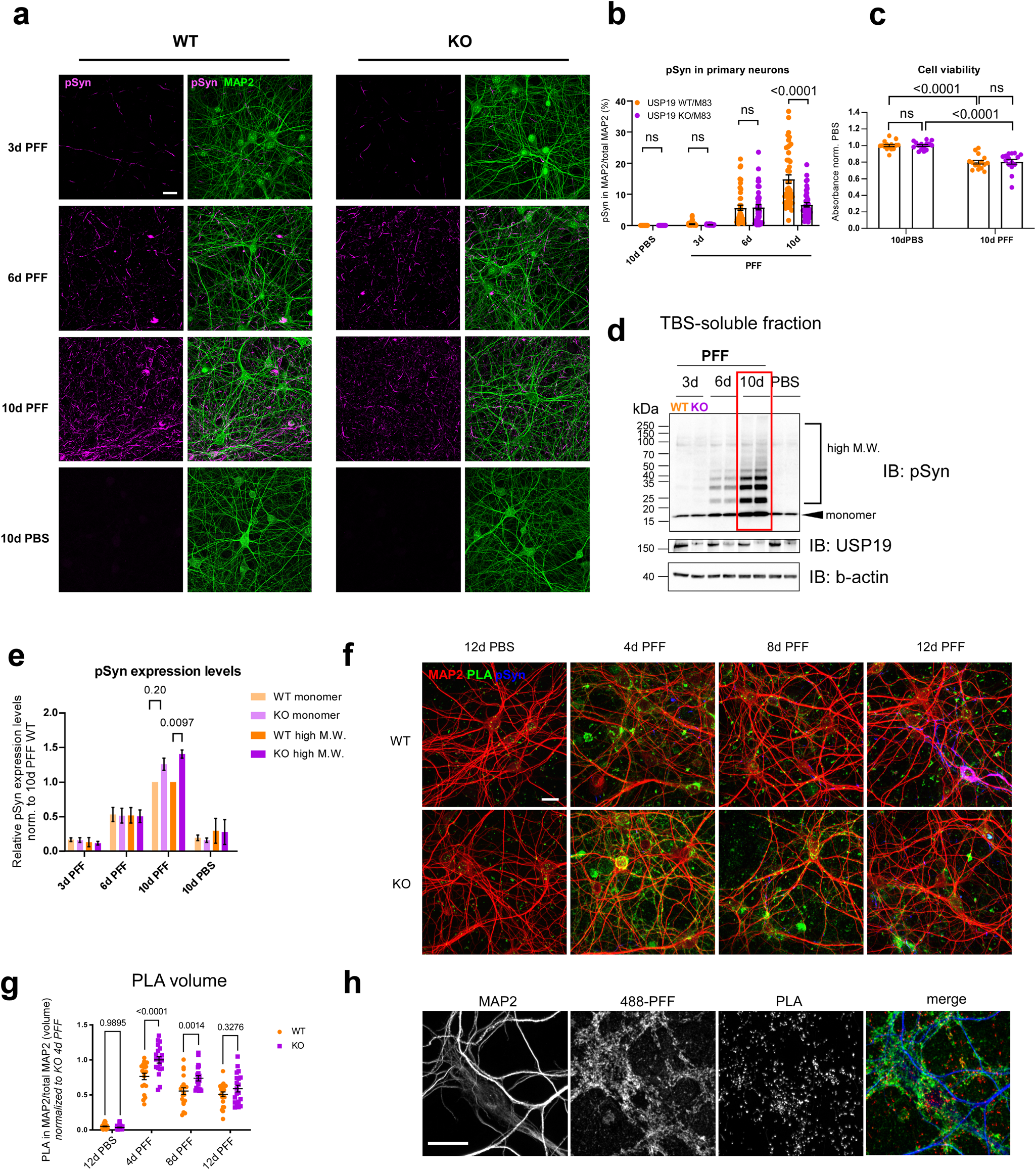 Fig. 5: Loss of USP19 reduces pSyn pathology in primary mouse neurons.