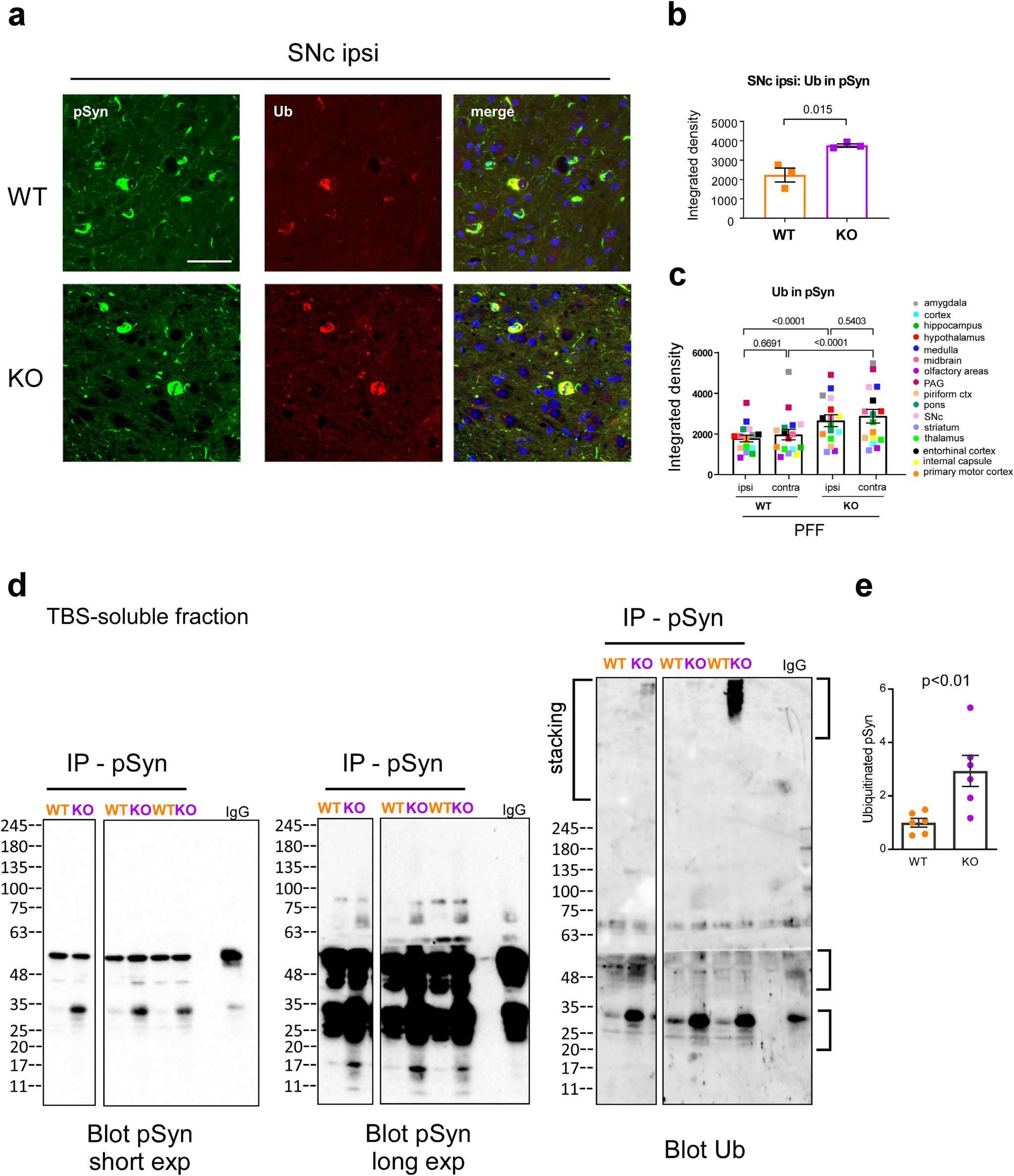 Fig. 6: Increased ubiquitination of pSyn in USP19 KO.