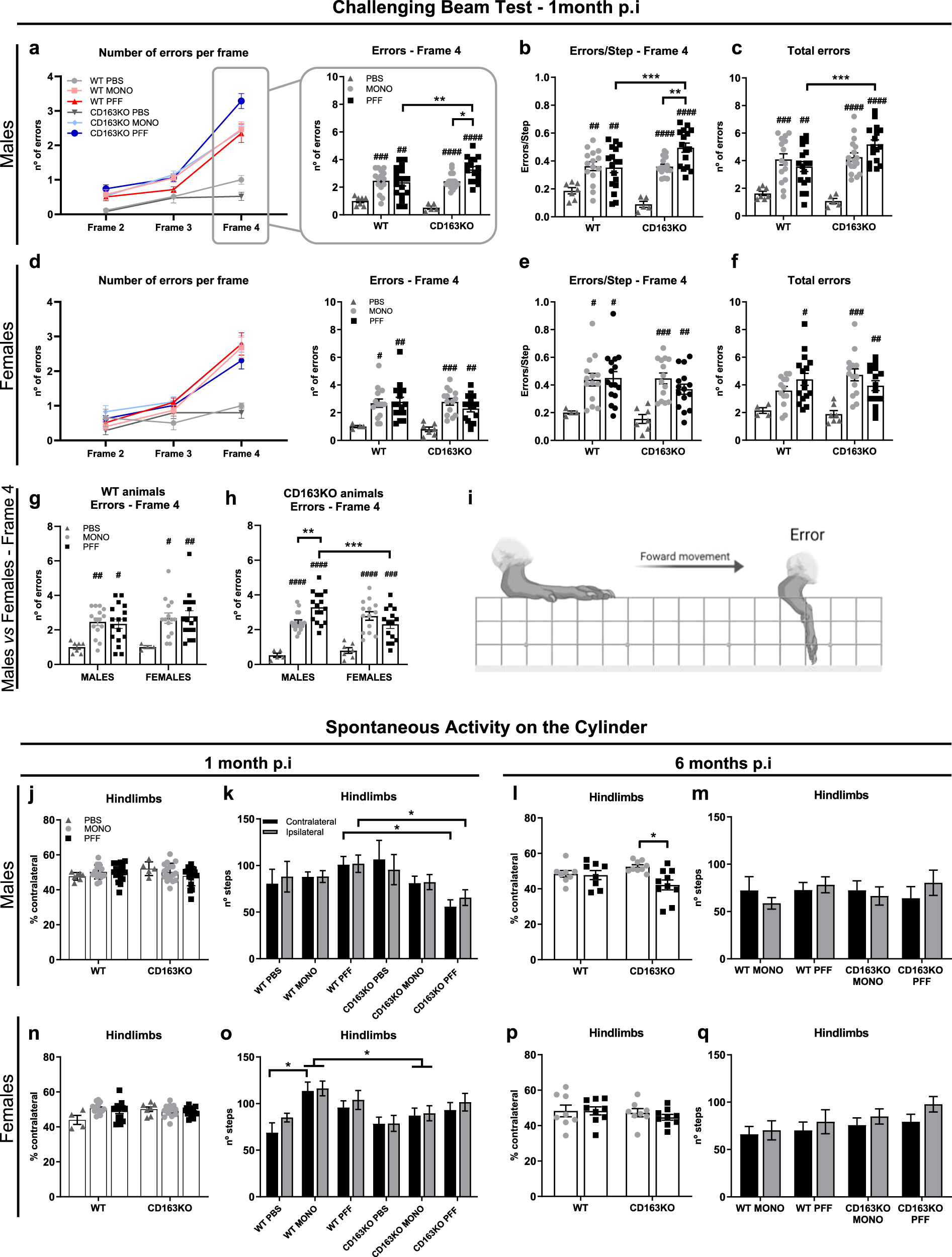 Sex-dimorphic neuroprotective effect of CD163 in an α-synuclein mouse model  of Parkinson's disease | npj Parkinson's Disease