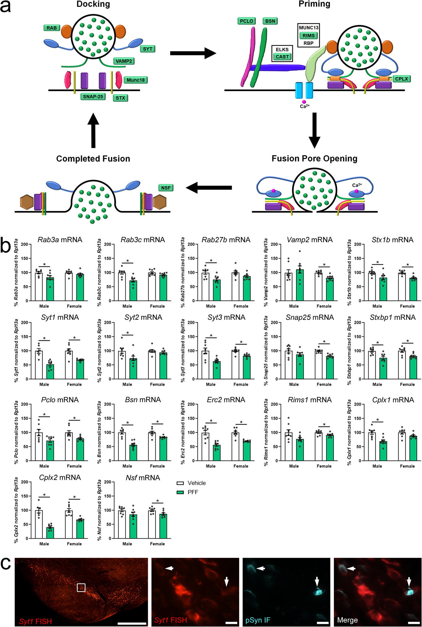 Fig. 4: Downregulation of general neurotransmission-related genes in early synucleinopathy.