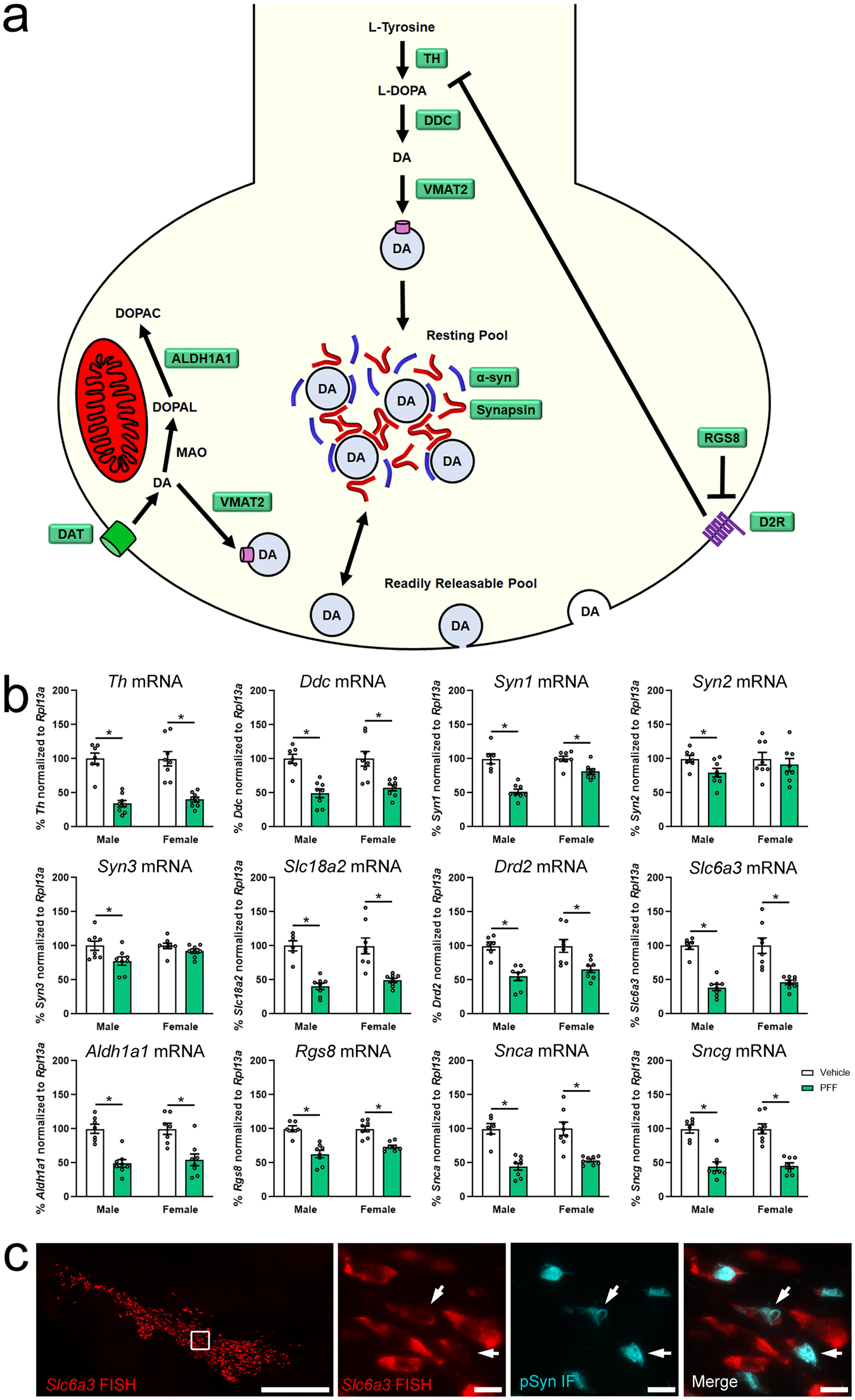 Fig. 5: Downregulation of dopamine pathway related genes in early synucleinopathy.