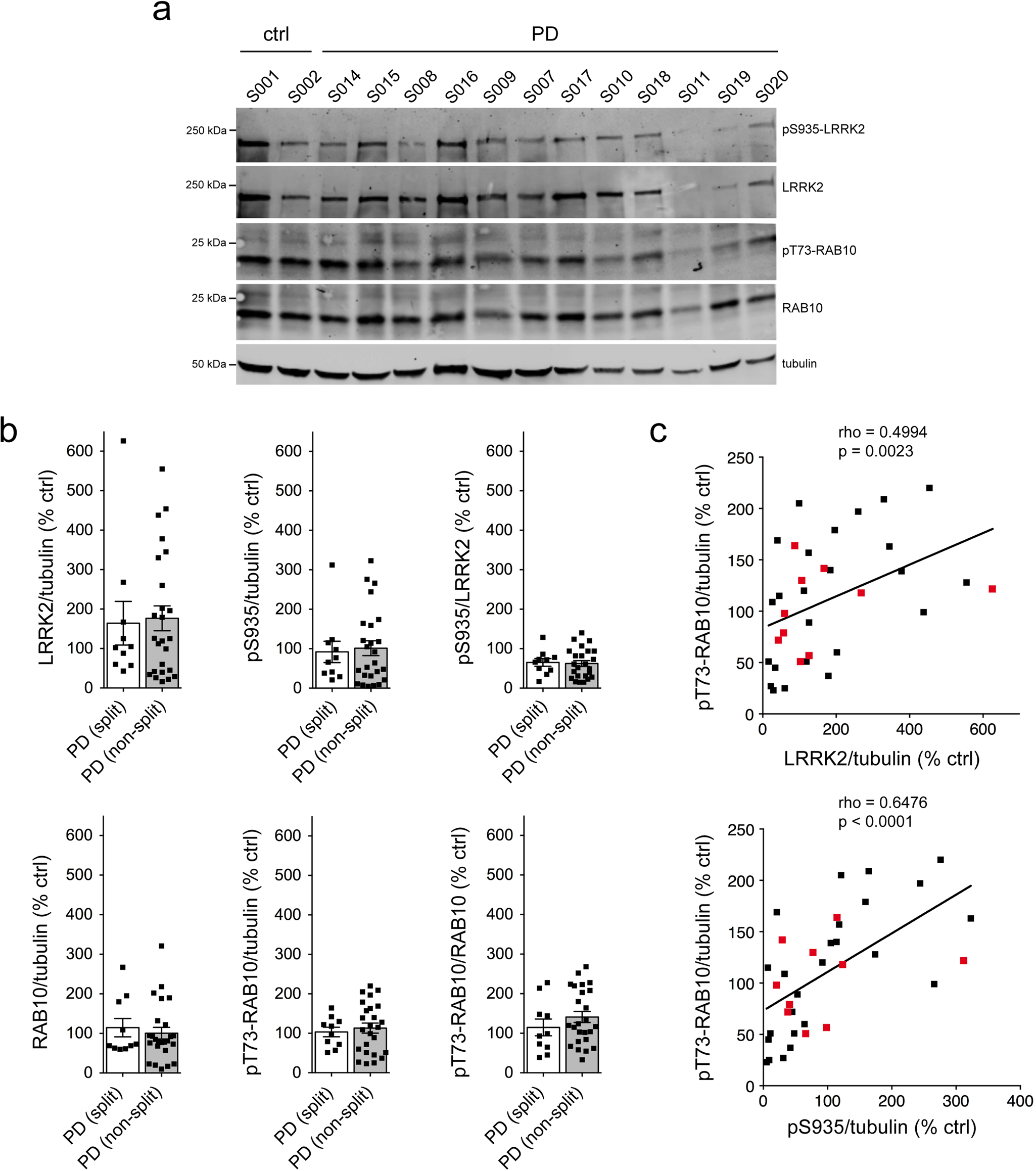 Fig. 2: Analysis of LRRK2, S935-LRRK2, Rab10 and pT73-Rab10 levels in PD LCLs with or without a centrosome cohesion phenotype.