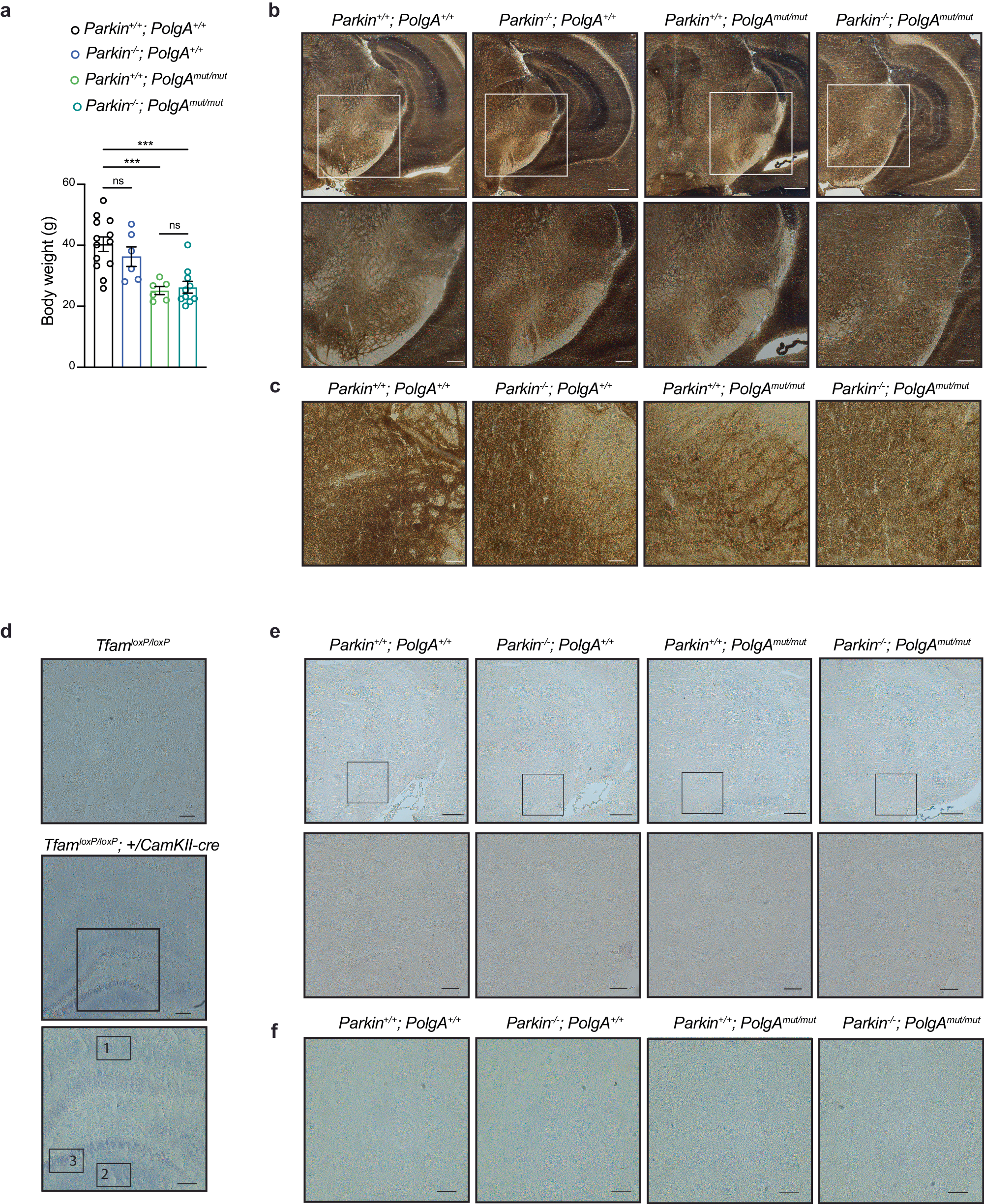 Fig. 2: Parkin loss does not affect COX activity in the brain of mtDNA mutator mouse.