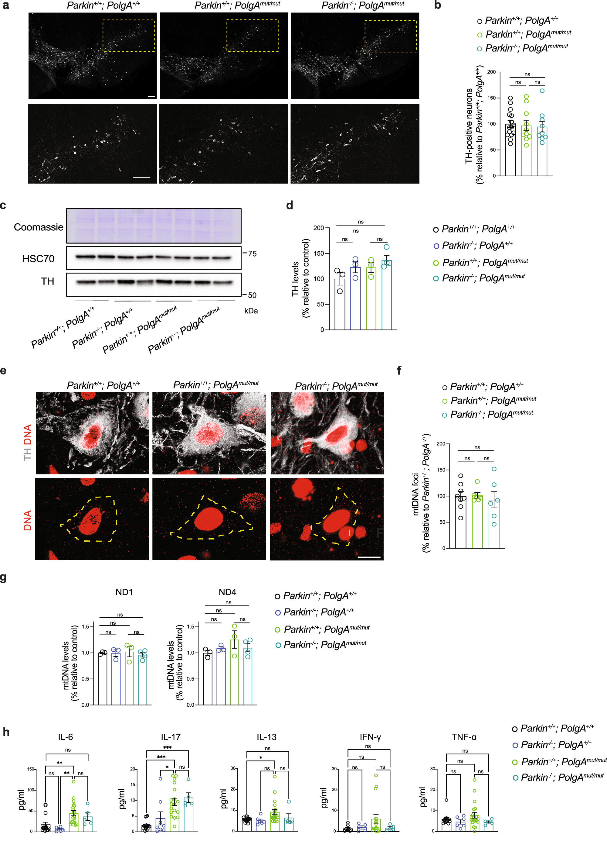Fig. 3: Parkin loss does not exacerbate the phenotypes of mtDNA mutator mouse.