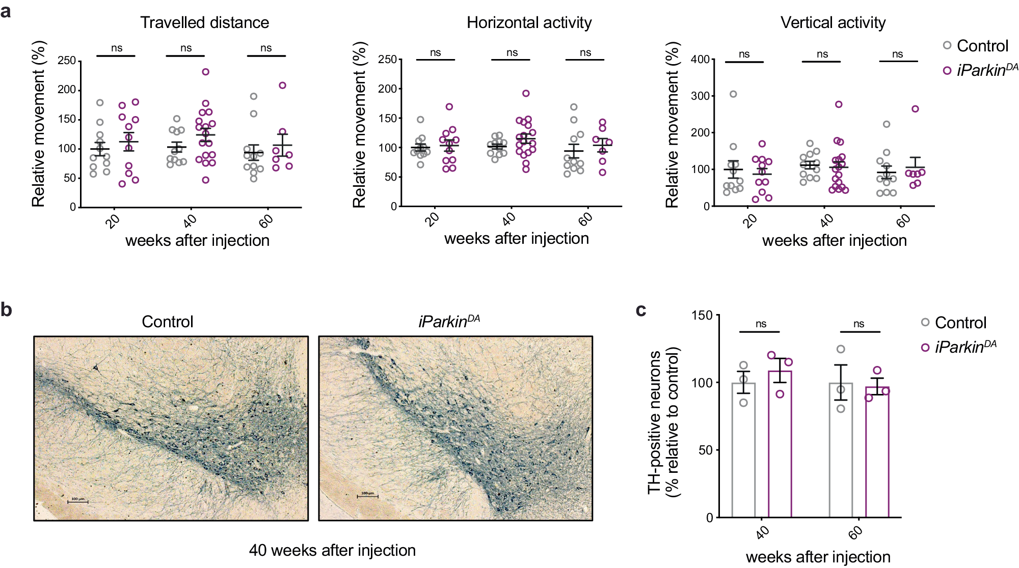 Fig. 4: Parkin ablation in adult midbrain DA neurons does not lead to neurodegeneration.