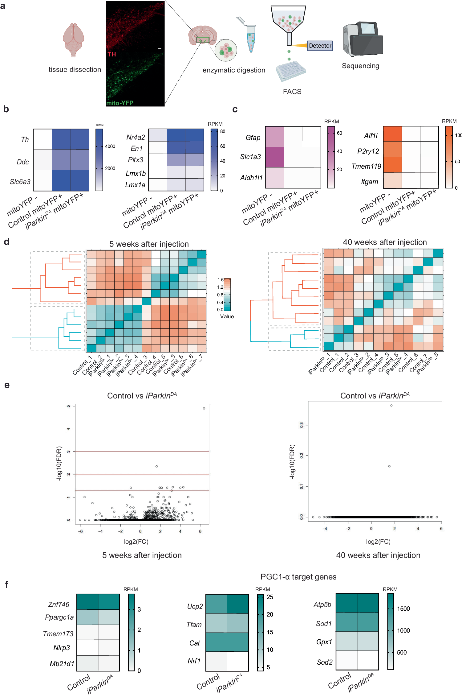 Fig. 5: Parkin-deficient midbrain DA neurons do not exhibit changes in the transcriptomic profile.