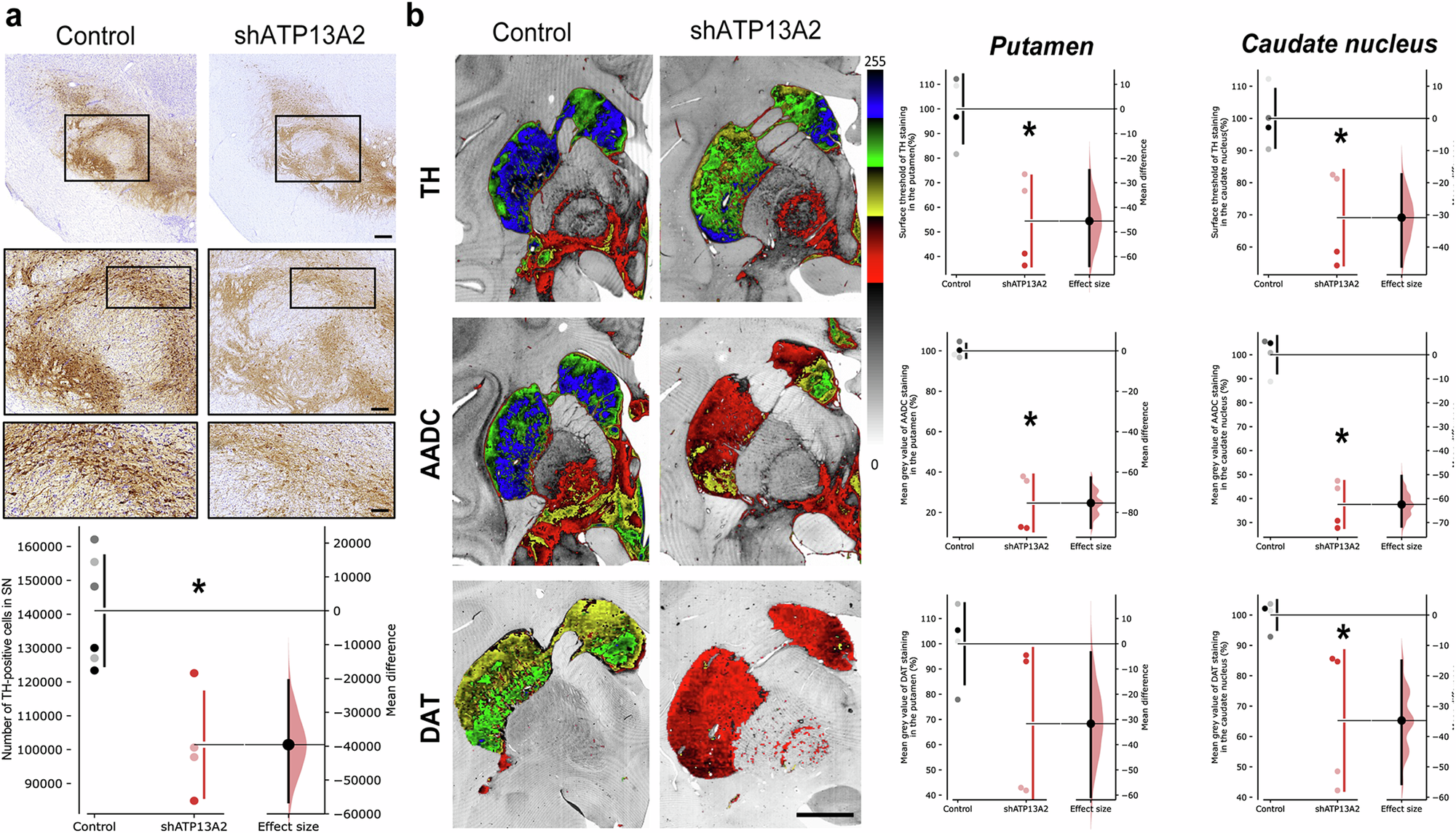 Fig. 1: Decreased ATP13A2 levels in midbrain dopamine neurons lead to a PD-like pattern of nigrostriatal degeneration.