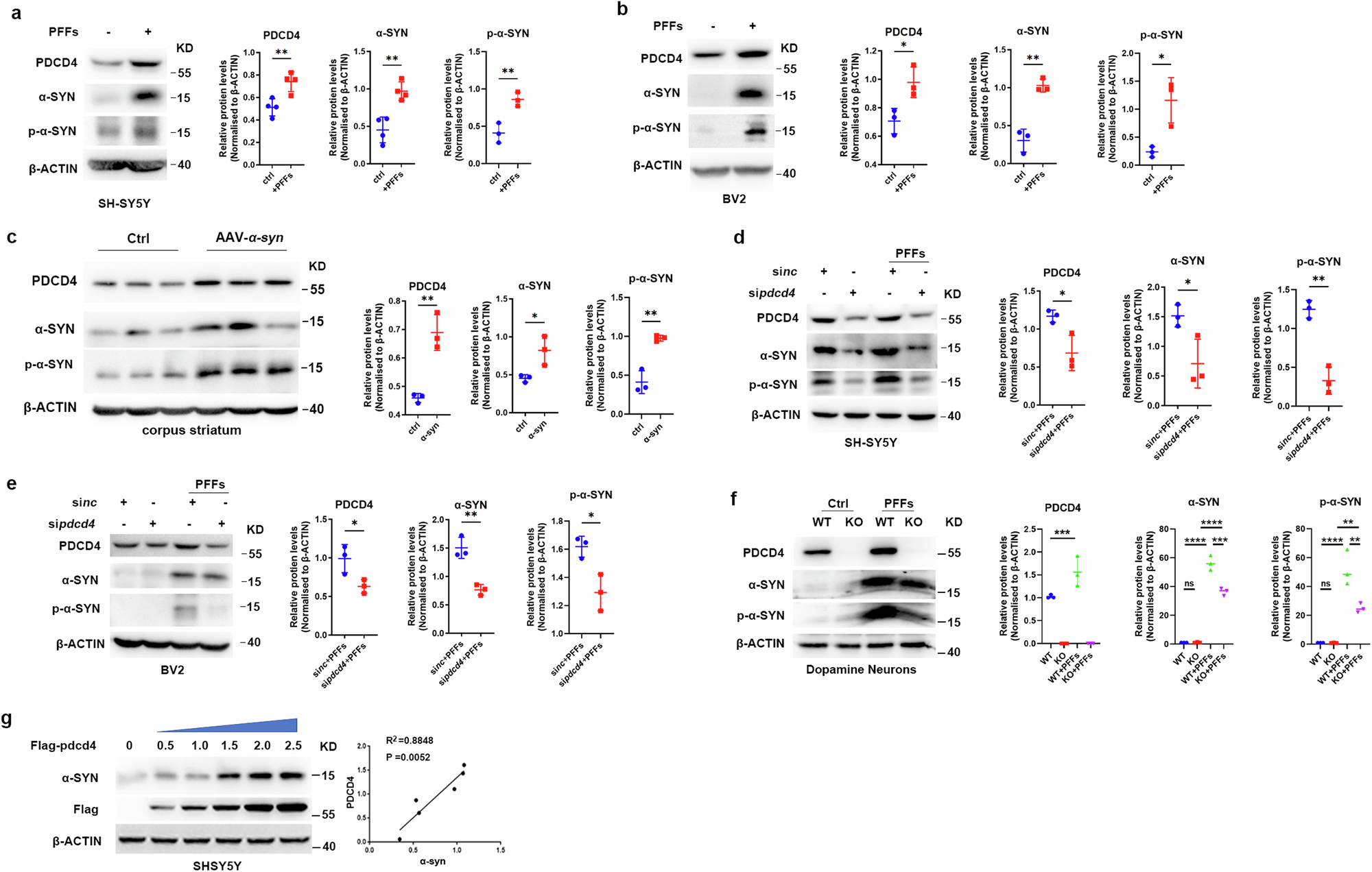 pdcd4-triggers-synuclein-accumulation-and-motor-deficits-via-co-suppressing-tfe3-and-tfeb-translation-in-a-model-of-parkinson-s-disease-npj-parkinson-s-disease