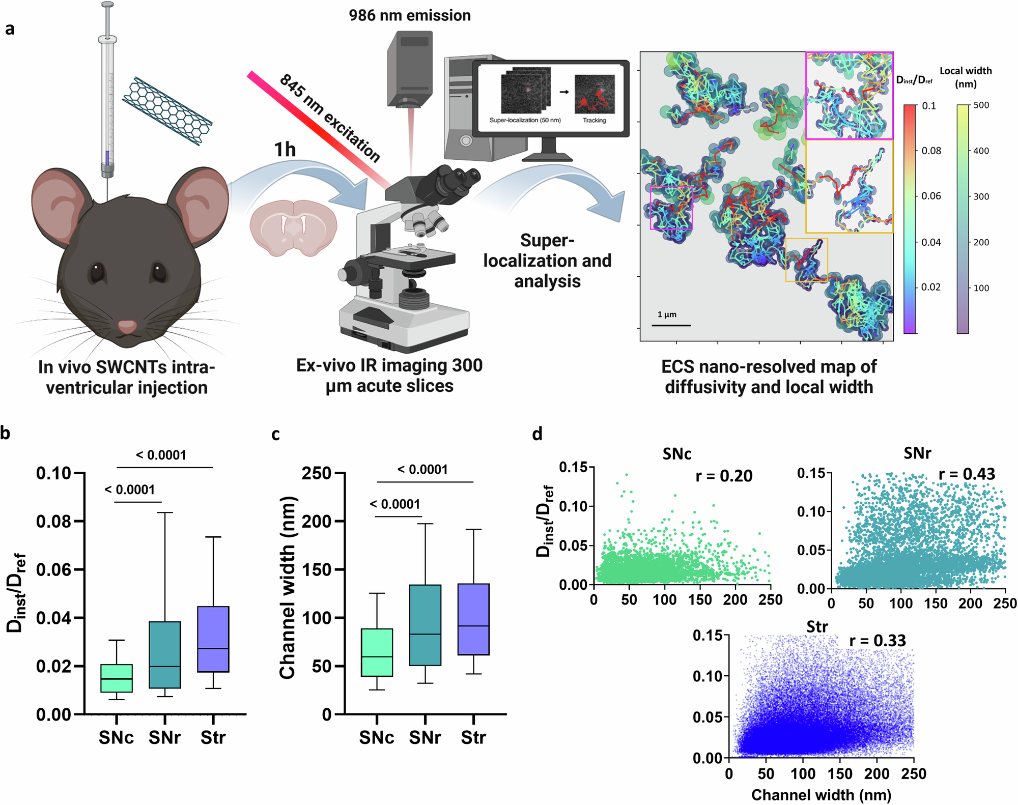 Fig. 1: The nigro-striatal pathway presents diverse ECS properties and matrix complexity.