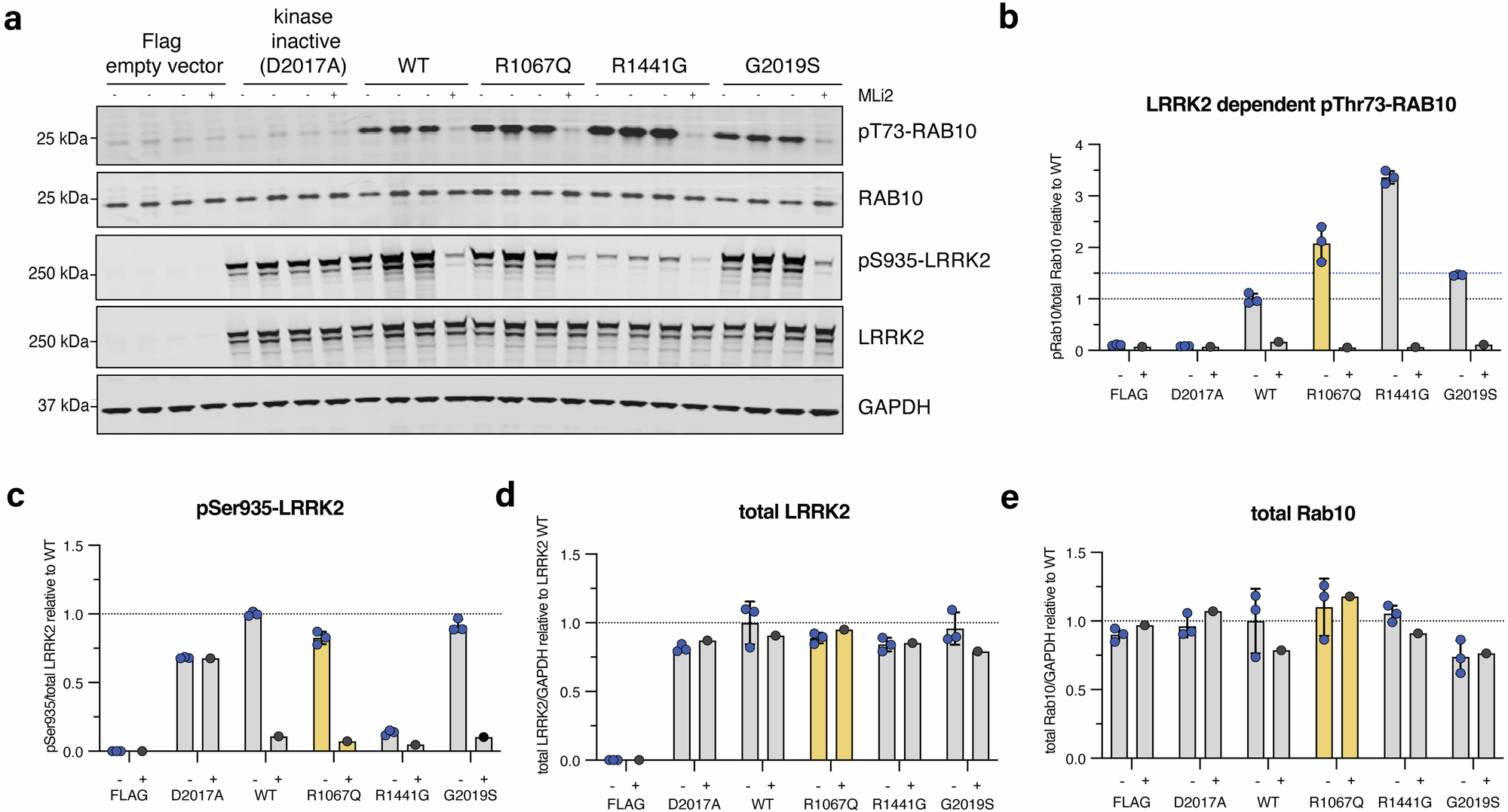 Fig. 3: LRRK2 kinase activity of the LRRK2 p.Arg1067Gln variant compared to p.Gly2019Ser and p.Arg1441Gly in a cellular overexpression system.