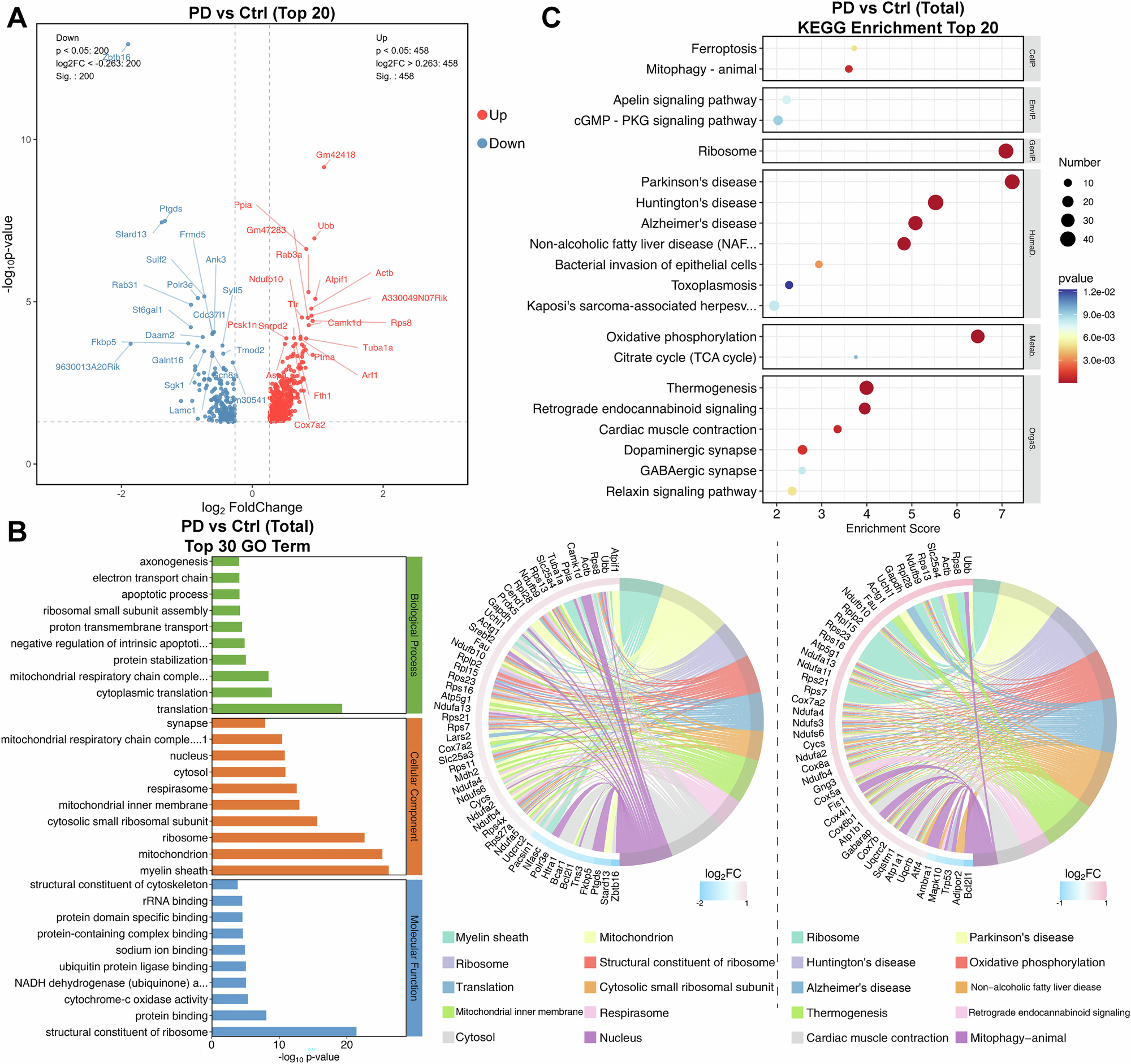 Fig. 5: GO and KEGG analysis of oligodendrocytes.
