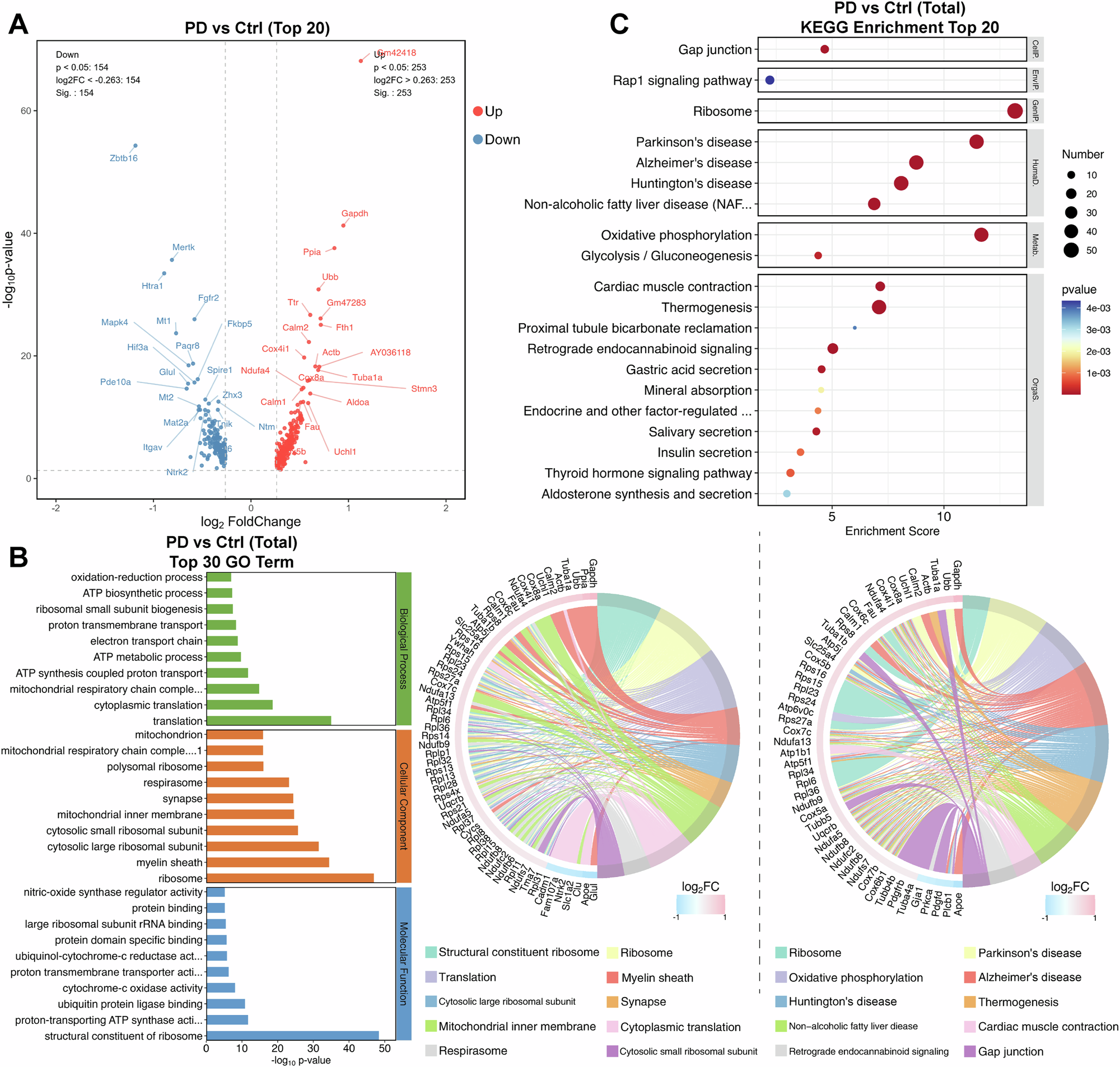 Fig. 6: GO and KEGG analysis of astrocytes.