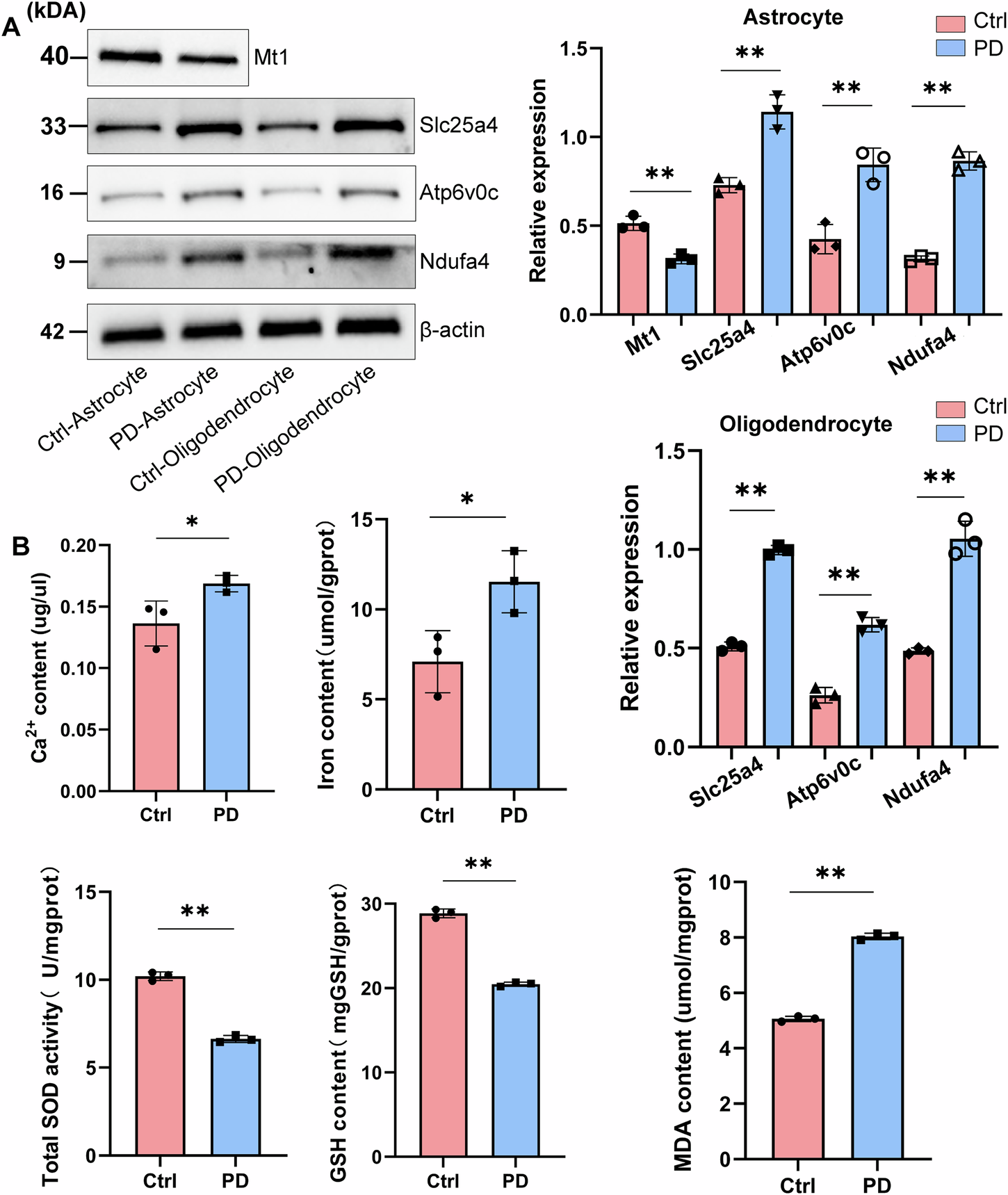 Fig. 7: Oxidative phosphorylation and ferroptosis processes are activated in oligodendrocytes and astrocytes.
