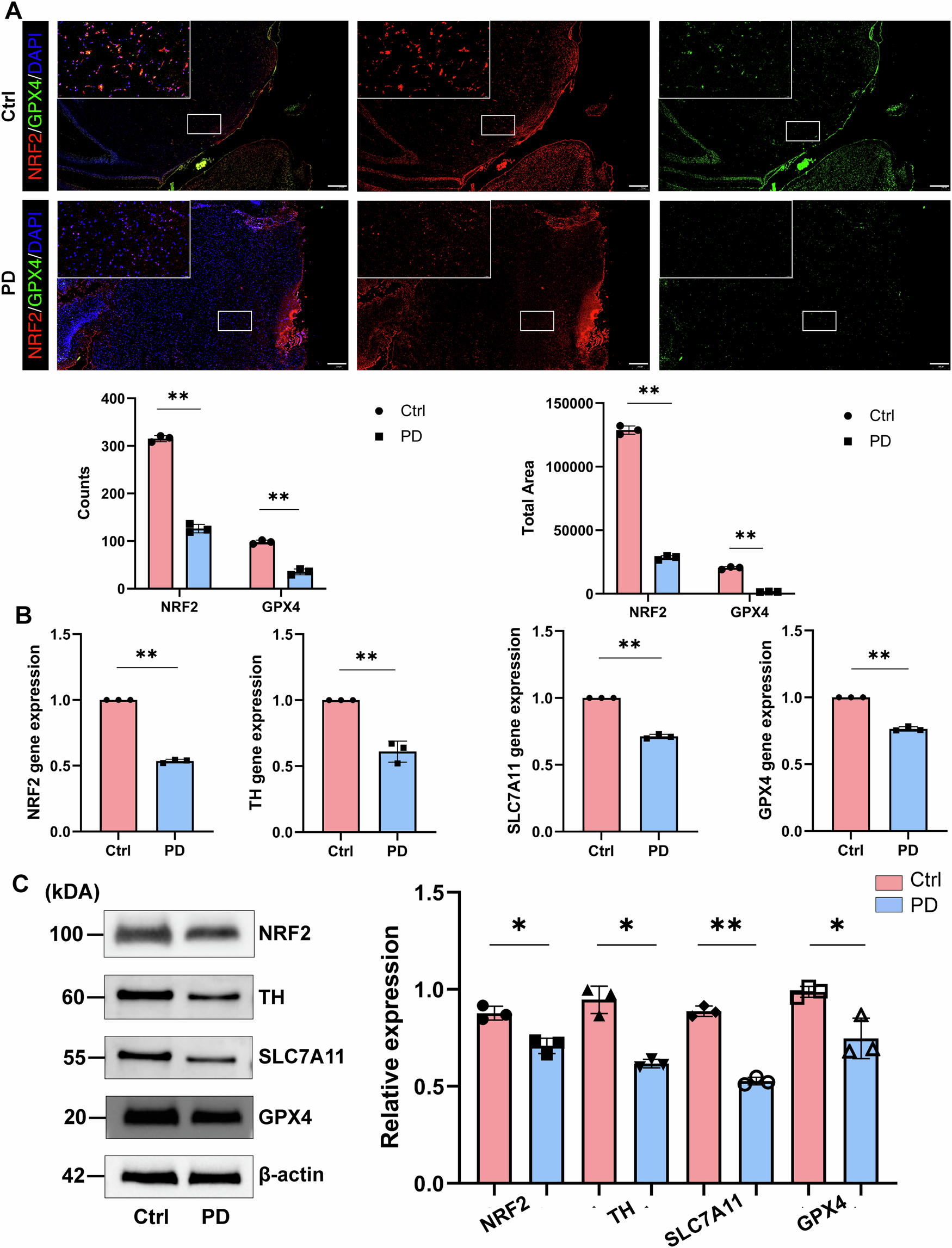 Fig. 8: The ferroptosis process NRF2-SLC7A11-GPX4 in SN of PD mice was activated.