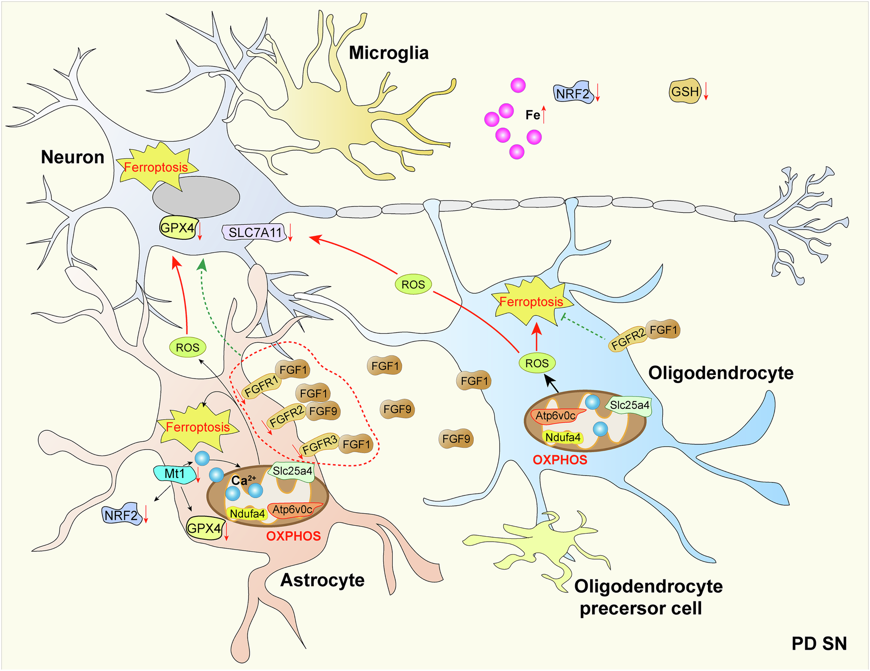 Fig. 9: The graphical abstract shows the unique characteristics of neuron damage in the SN of PD mice due to oligodendrocyte and astrocyte crosstalk.