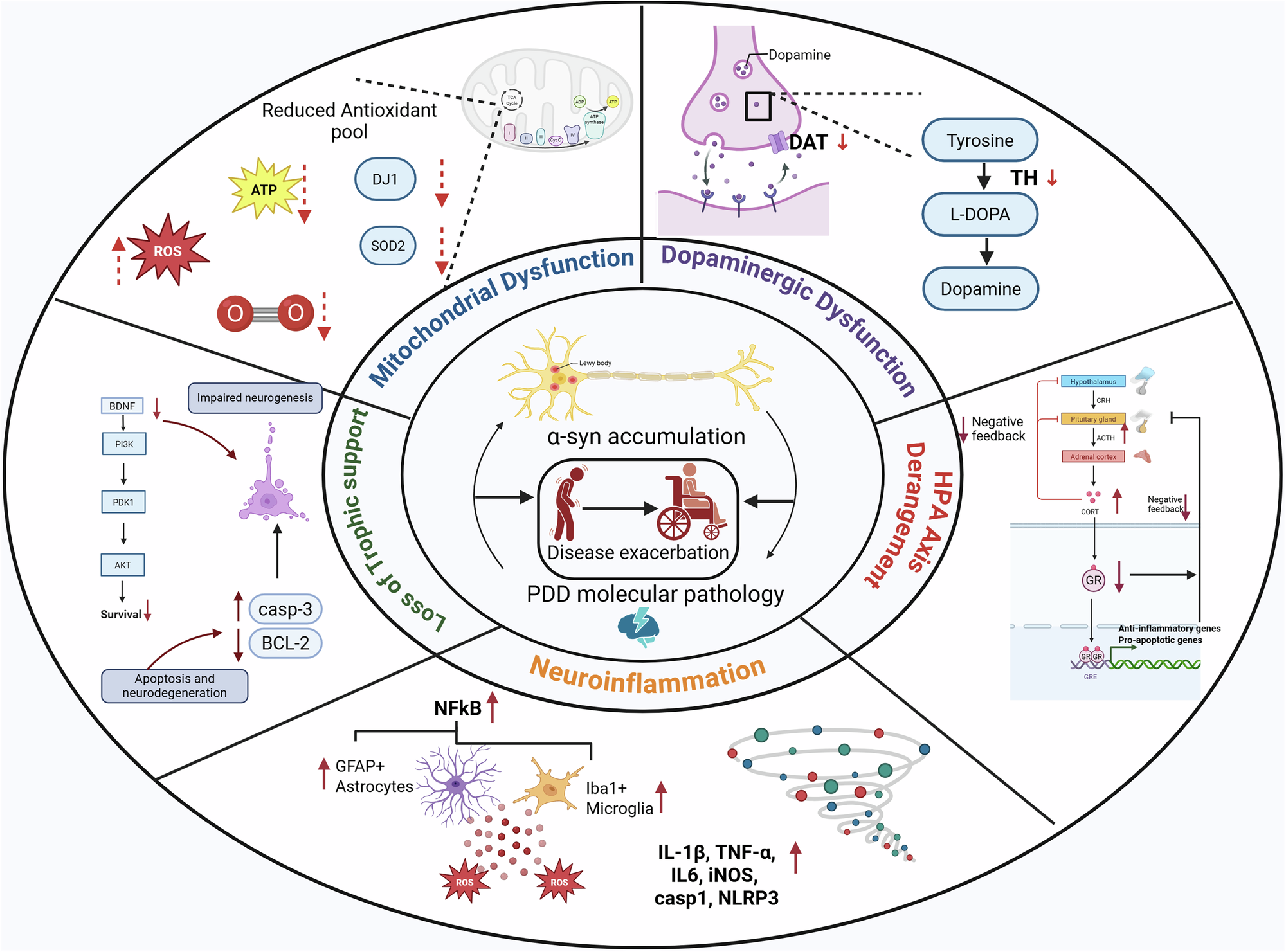 Fig. 4: Interactions of α-syn accumulation with Parkinson’s Disease depression (PDD) molecular pathology culminating in disease exacerbation.