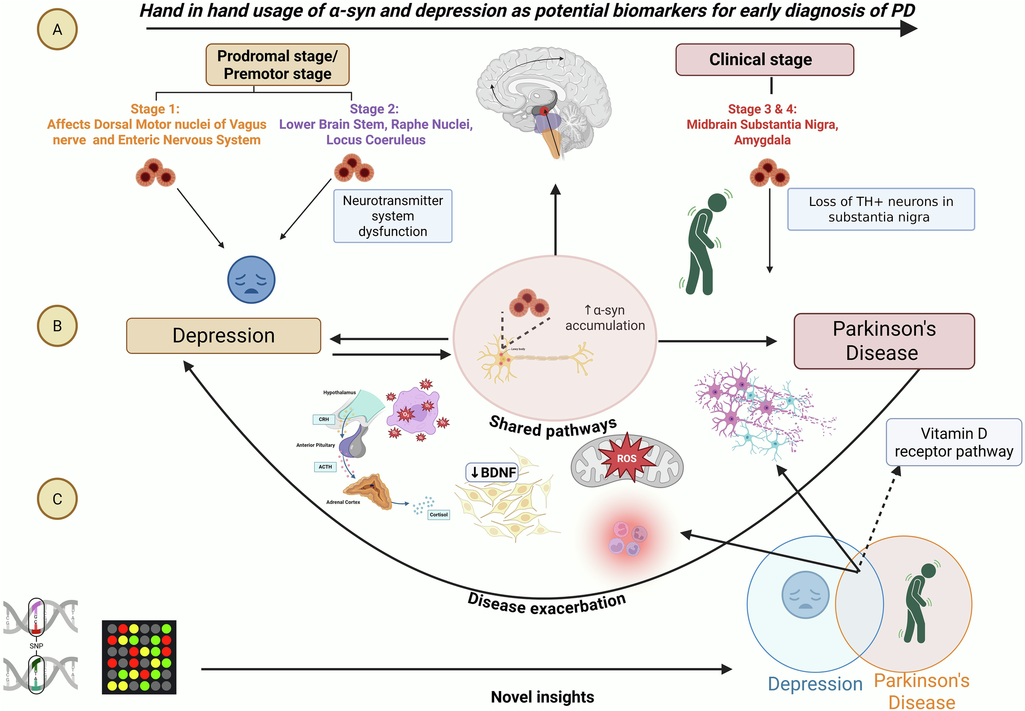 Fig. 8: α-syn as a convergent point between depression and Parkinson’s Disease.