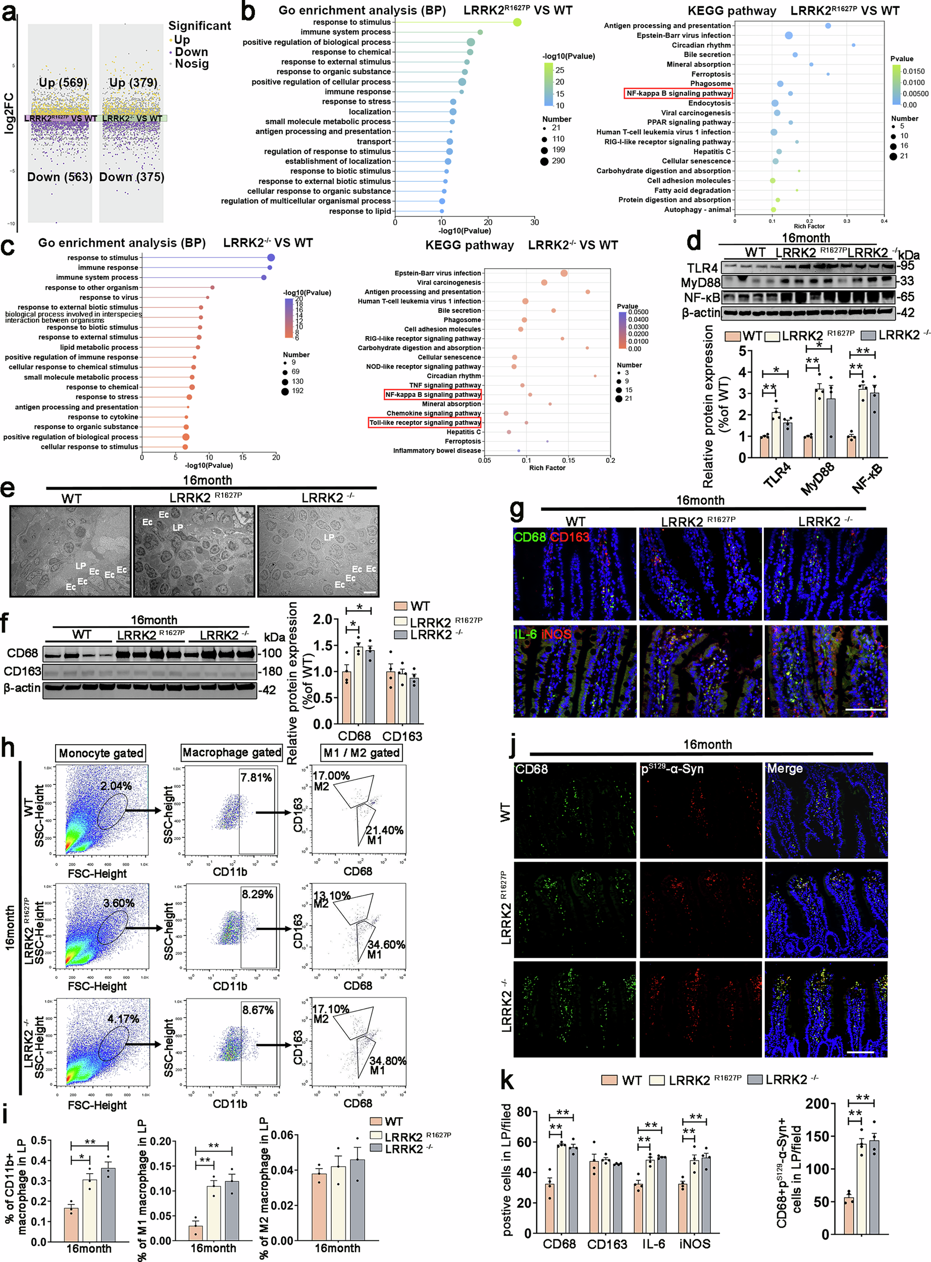 Fig. 4: Innate immune response and pathological α-Syn aggregation in the small intestine of 16-month-old rats.