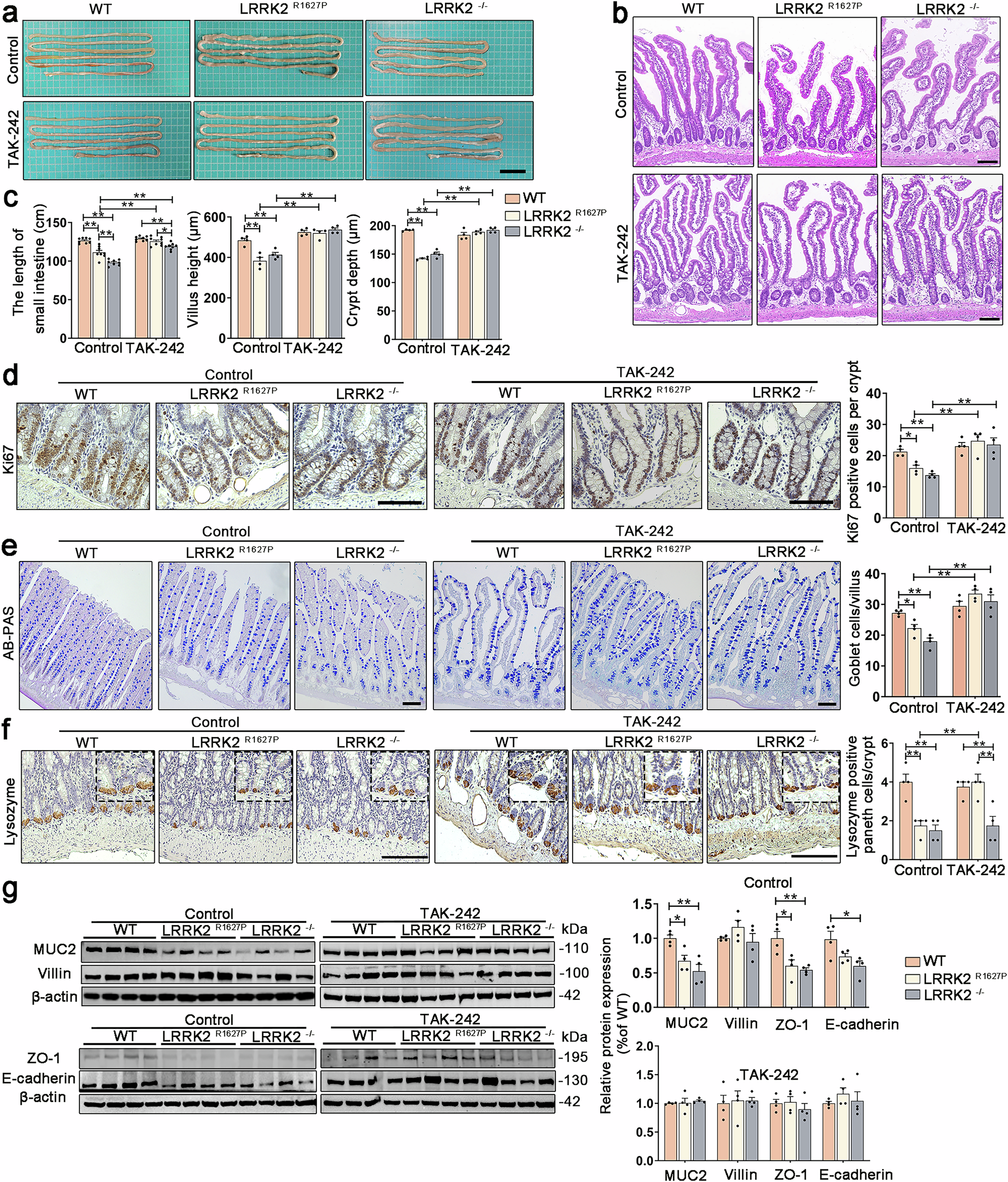 Fig. 6: Effects of TLR4 inhibitor on IECs proliferation, differentiation and intestinal barrier.