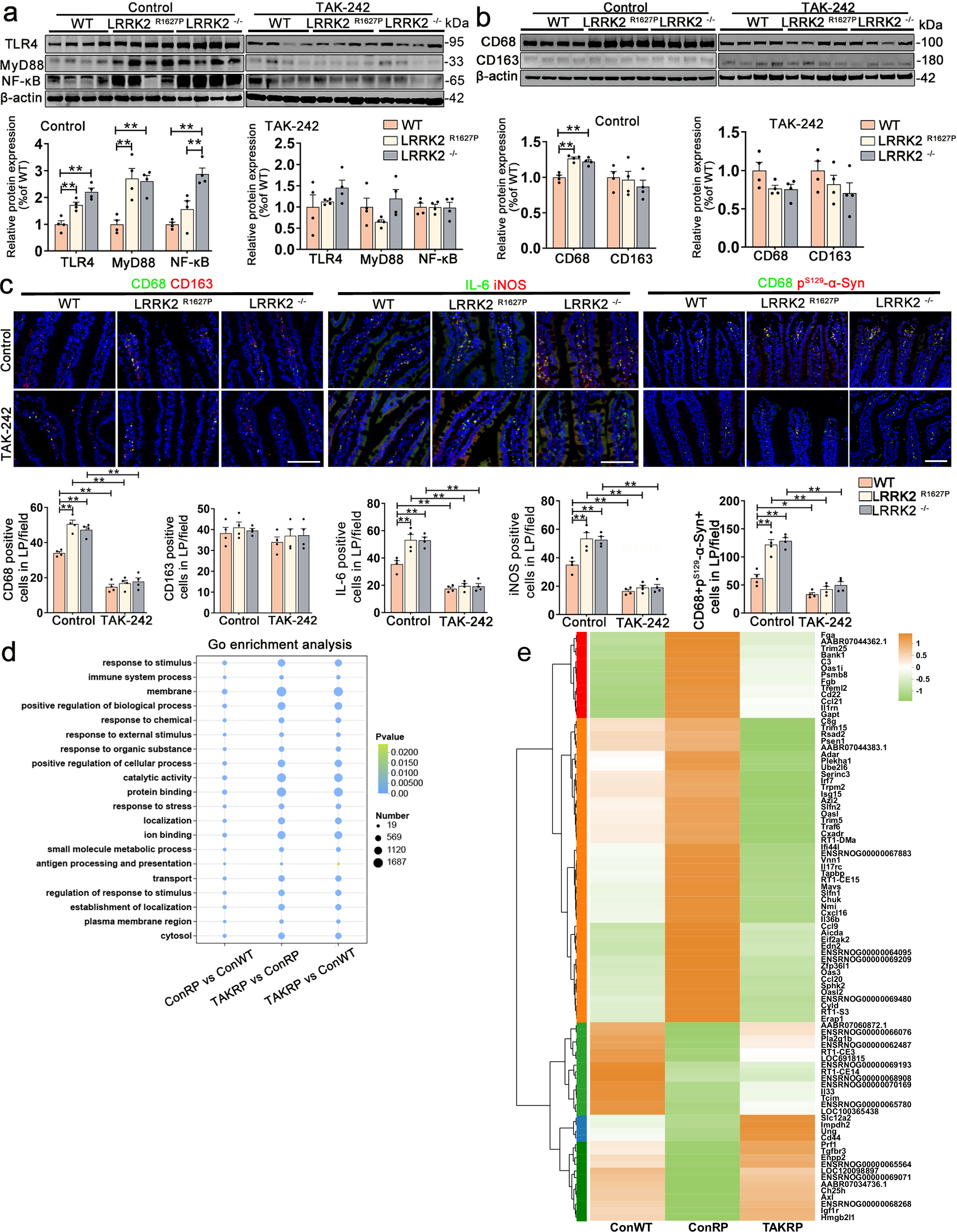 Fig. 7: Effects of TLR4 inhibitor on intestinal innate immunity and pathological α-Syn expression.
