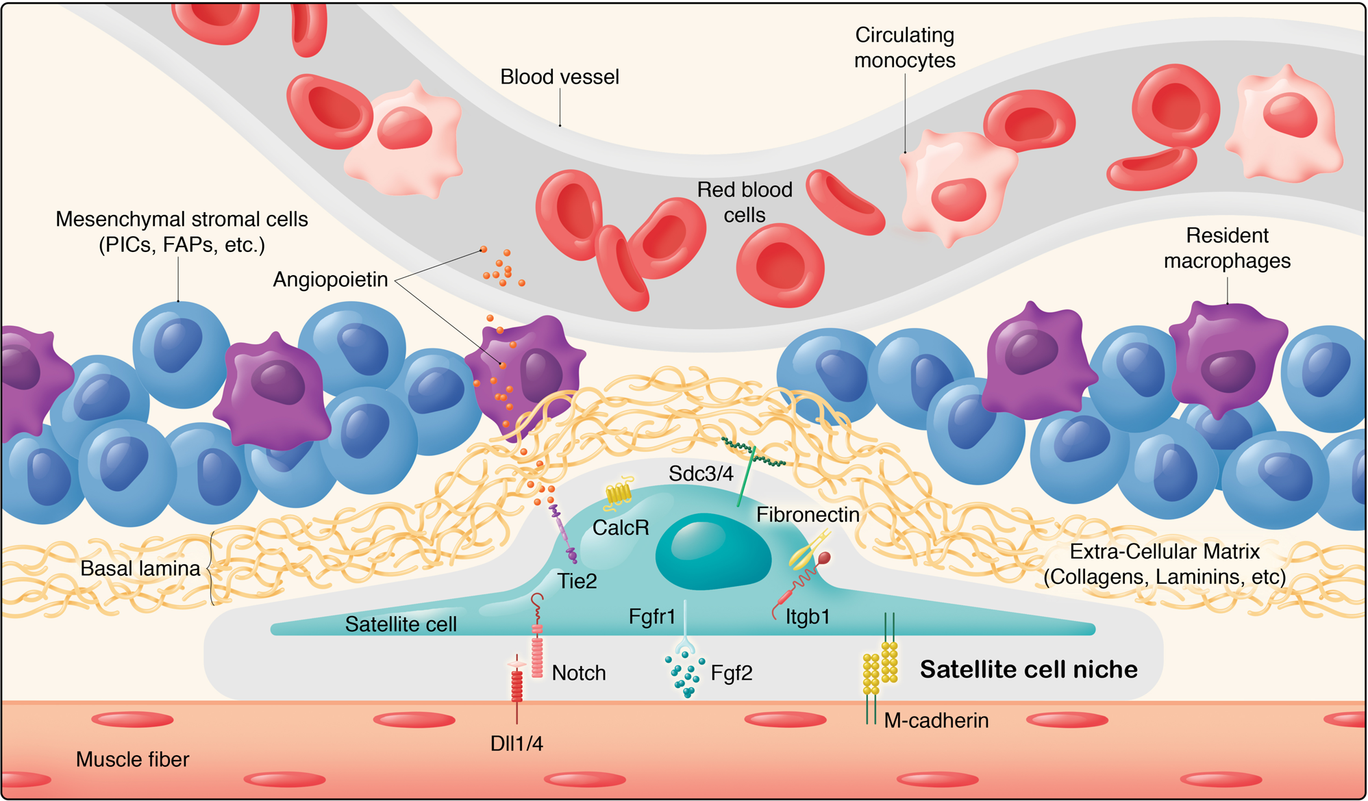 Skeletal Muscle Stem Cells In Comfort And Stress Npj - 