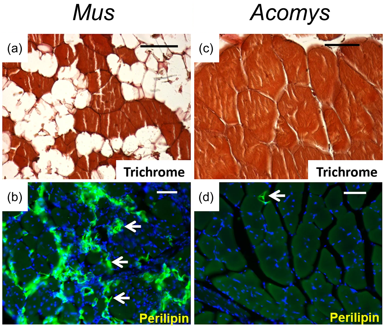 Fig. 2: Muscle regeneration in Acomys.