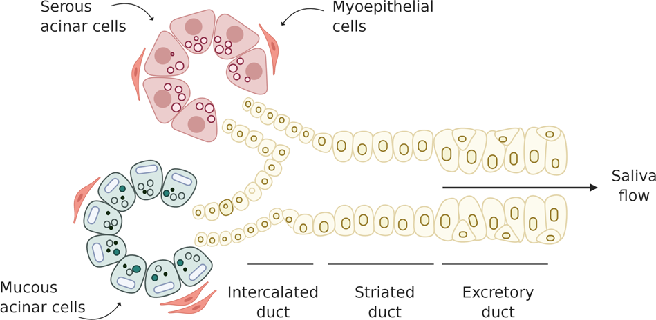 Salivary gland function, development, and regeneration