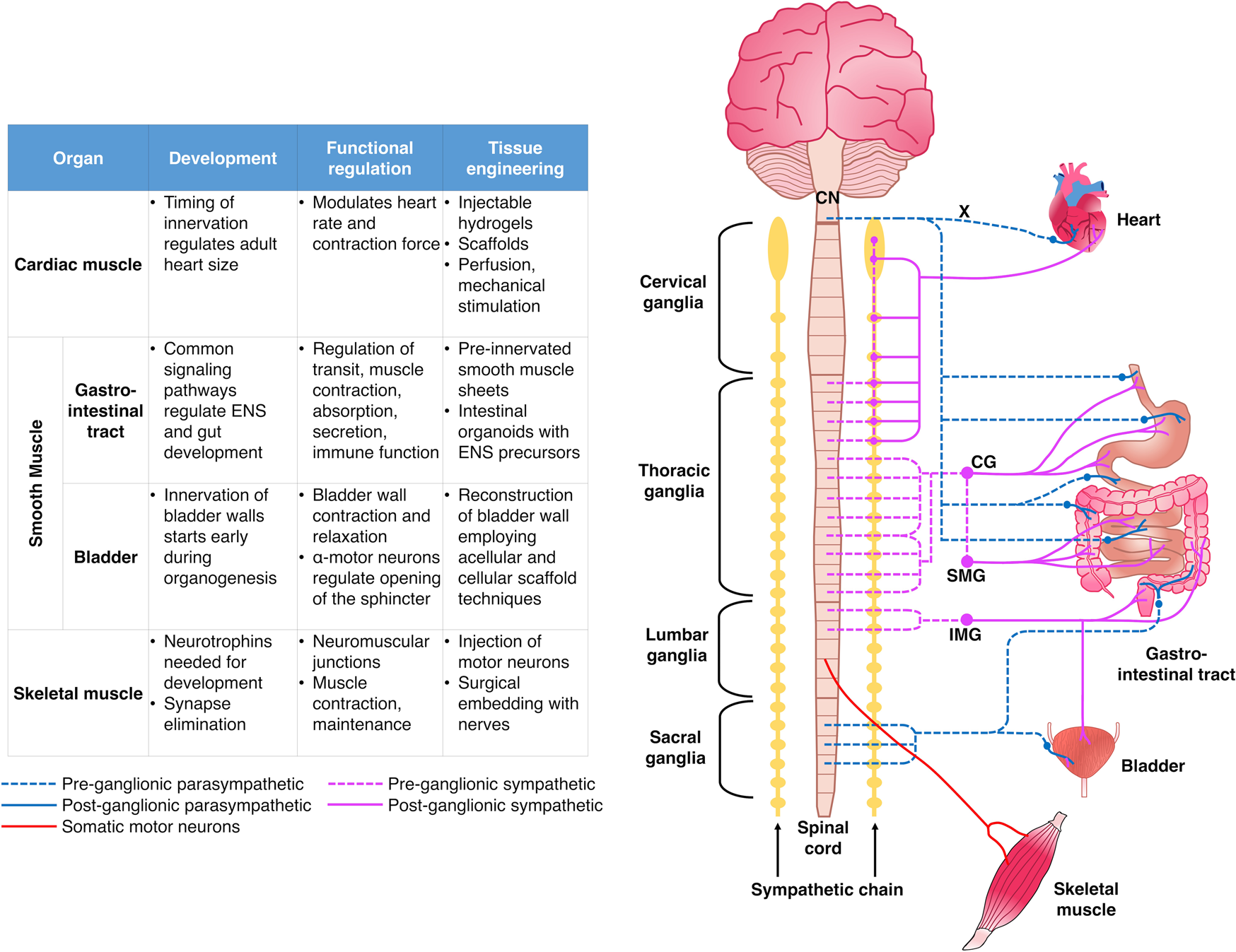 Innervation: the missing link for biofabricated tissues and organs | npj  Regenerative Medicine