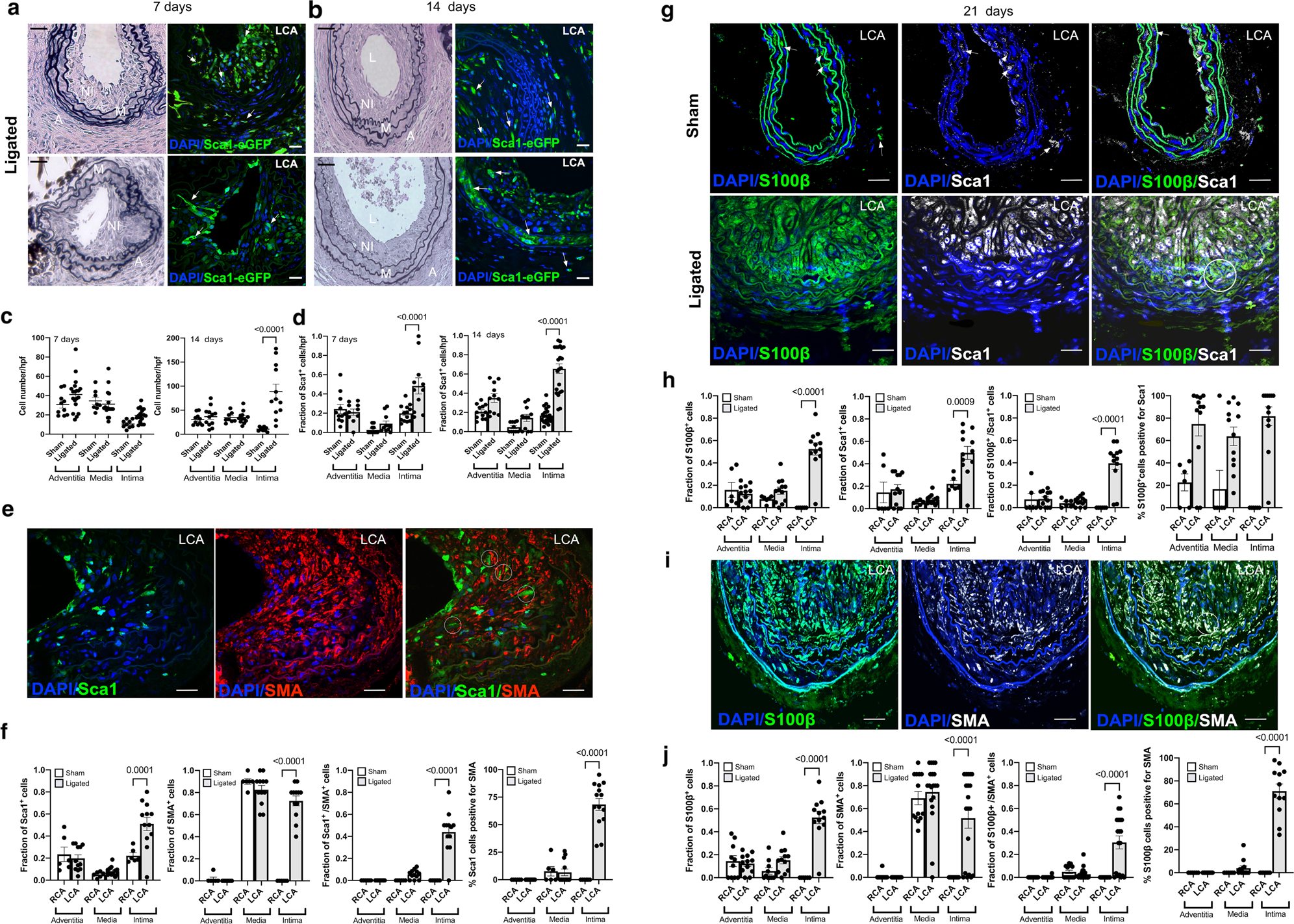 Fig. 2: Expression of Sca1-eGFP and S100β-eGFP cells following iatrogenic flow restriction after 7, 14, and 21 days.
