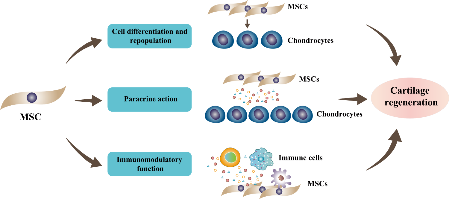 Heterogeneity of mesenchymal stem cells in cartilage regeneration: from  characterization to application | npj Regenerative Medicine