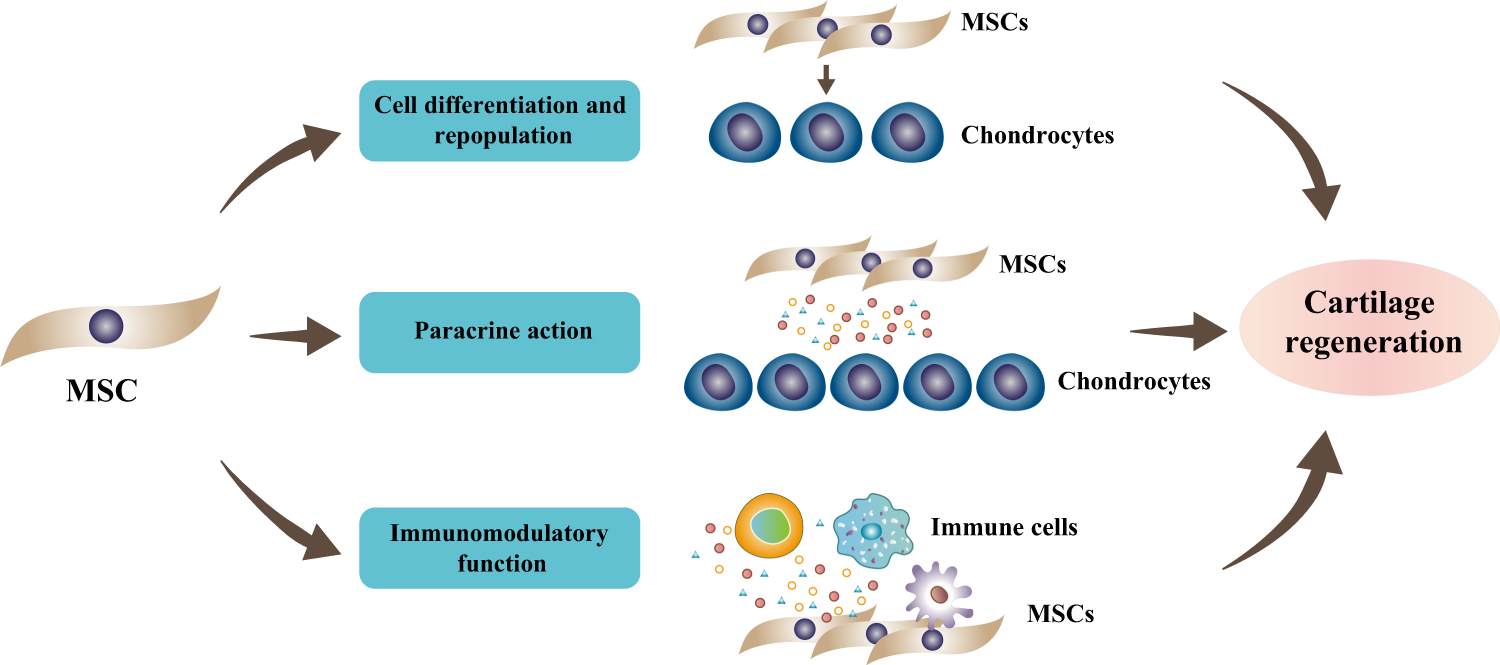 Heterogeneity of mesenchymal stem cells in cartilage regeneration