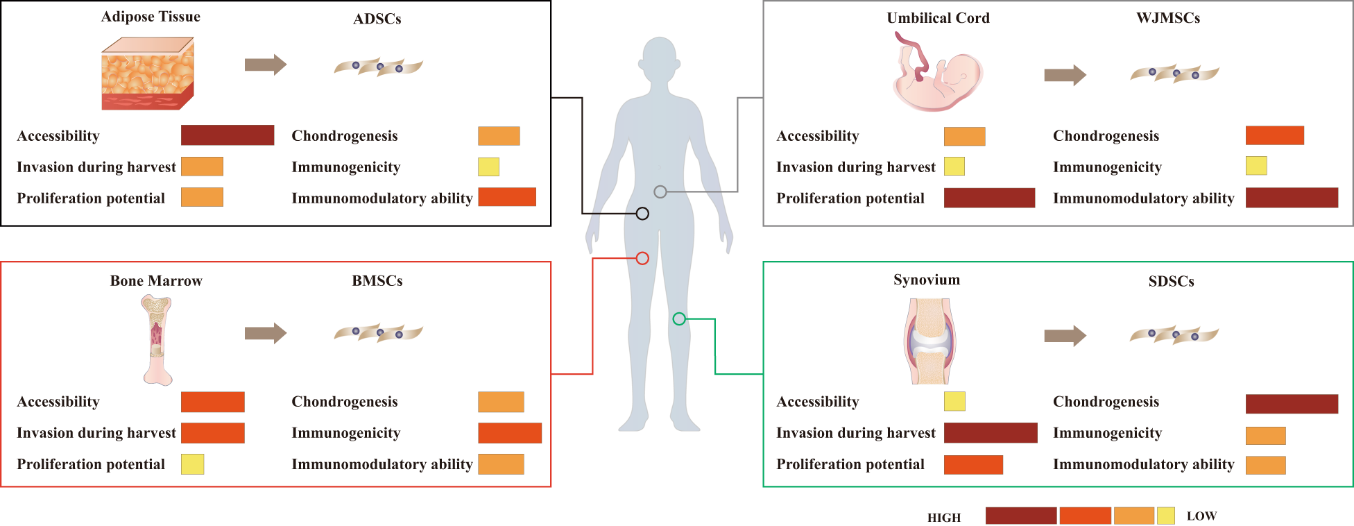 Fig. 3: Comparison of cartilage potentials of MSCs derived from bone marrow, adipose tissue, synovium, and umbilical Wharton’s jelly.