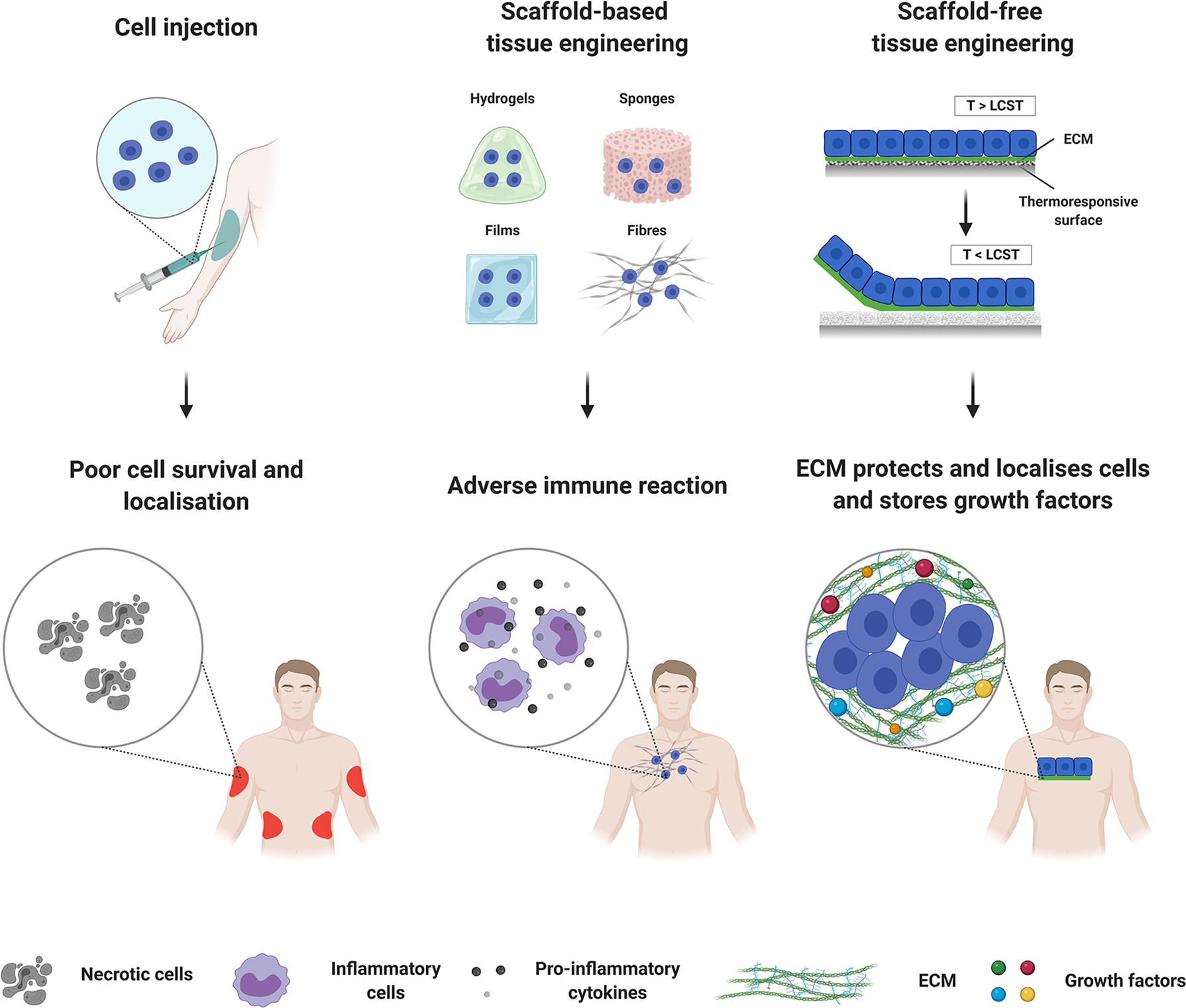 Cell-based mechanisms and strategies of co-culture system both in