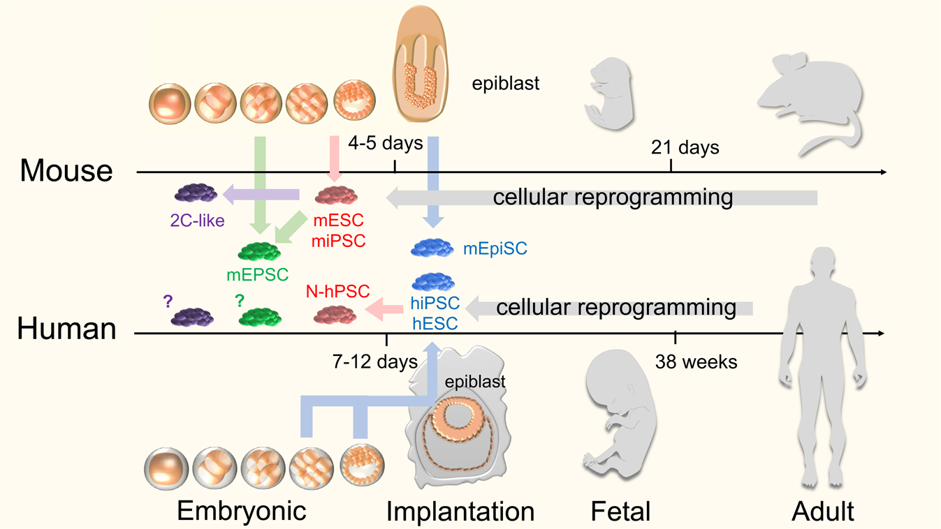 Fig. 1: Comparative incongruence of murine and human embryonic and developmental stages.