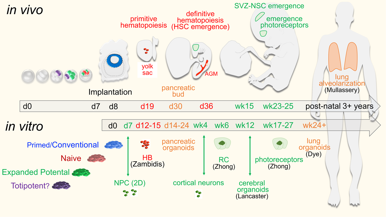 Fig. 2: Correlation of normal human developmental kinetics and its developmental congruence with in vitro hPSC directed differentiation.